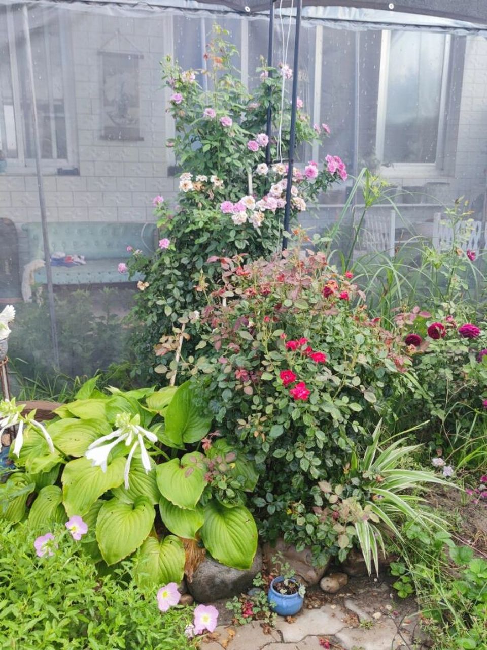 花园一角 图一:玉簪,永远的莫斯科月季,薰衣草门廊月季,金边吊兰,美丽