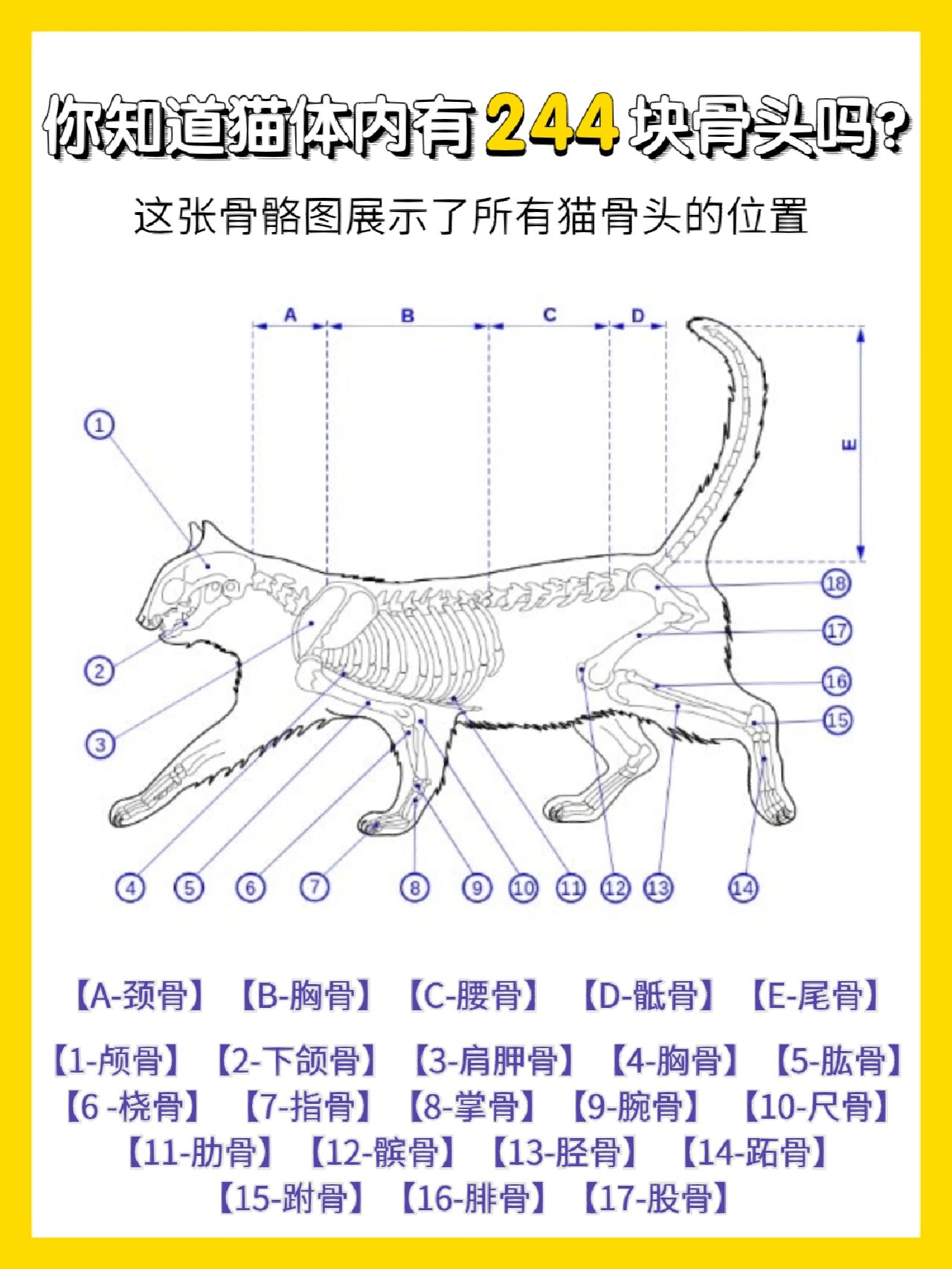 猫咪有2⃣4⃣4⃣块骨头 猫咪的躯体骨骼与