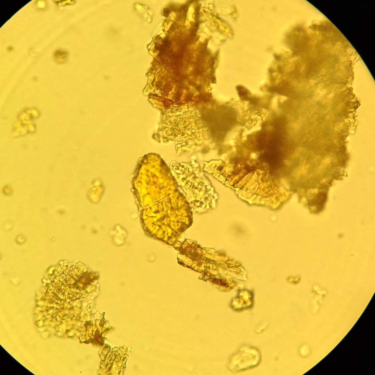 中药显微鉴定—黄连 黄连显微鉴定