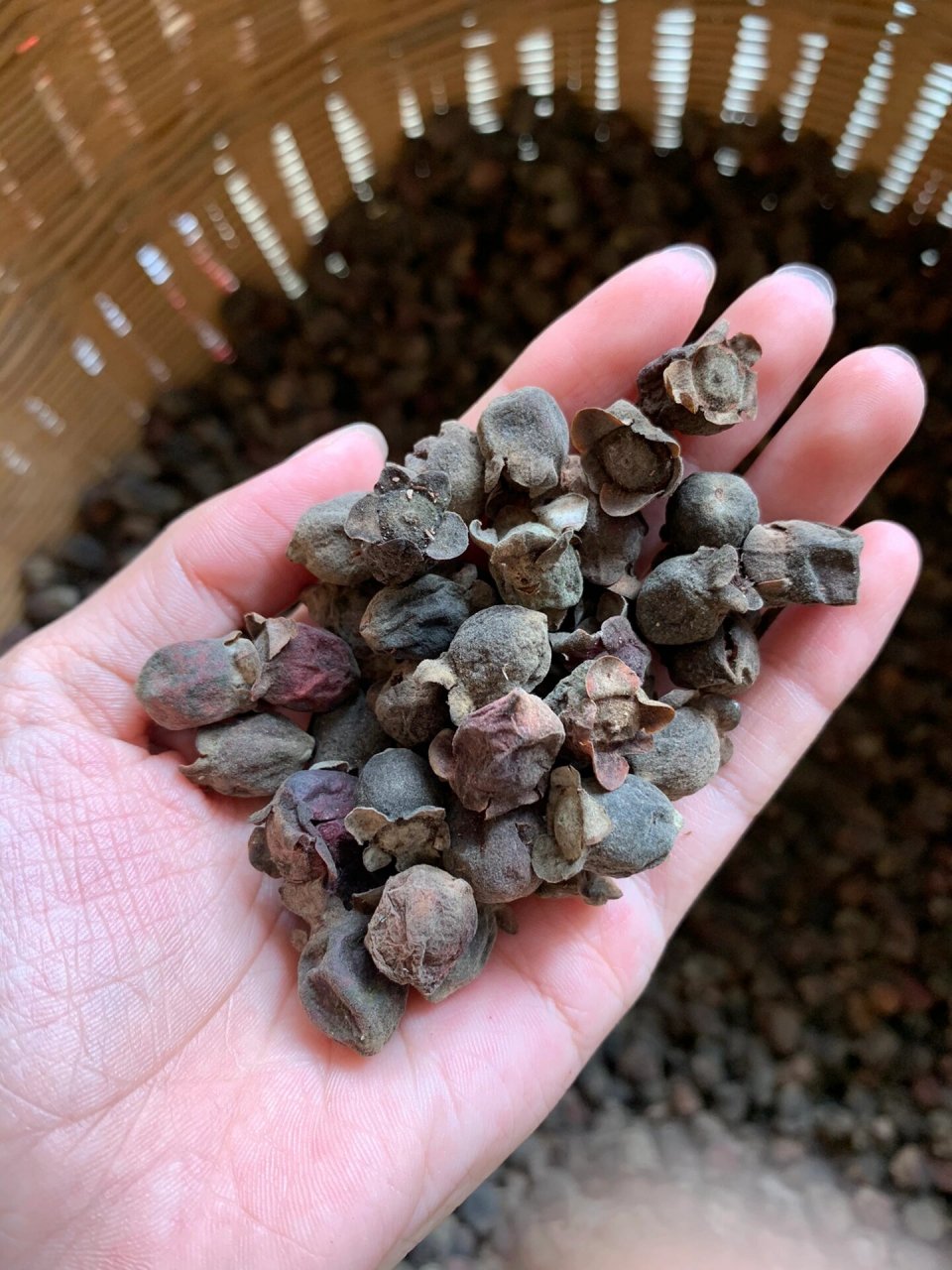 山捻子泡酒～老爸们的冬日暖身食材～ 泡酒方法来啦,学起来 1,把晒干