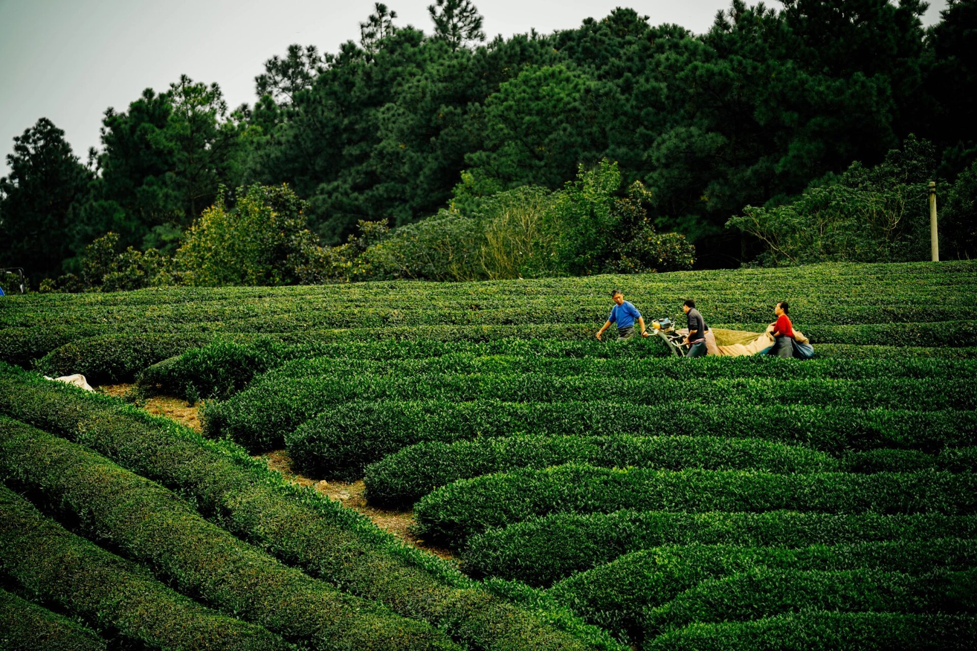 南京高淳游子山风景区