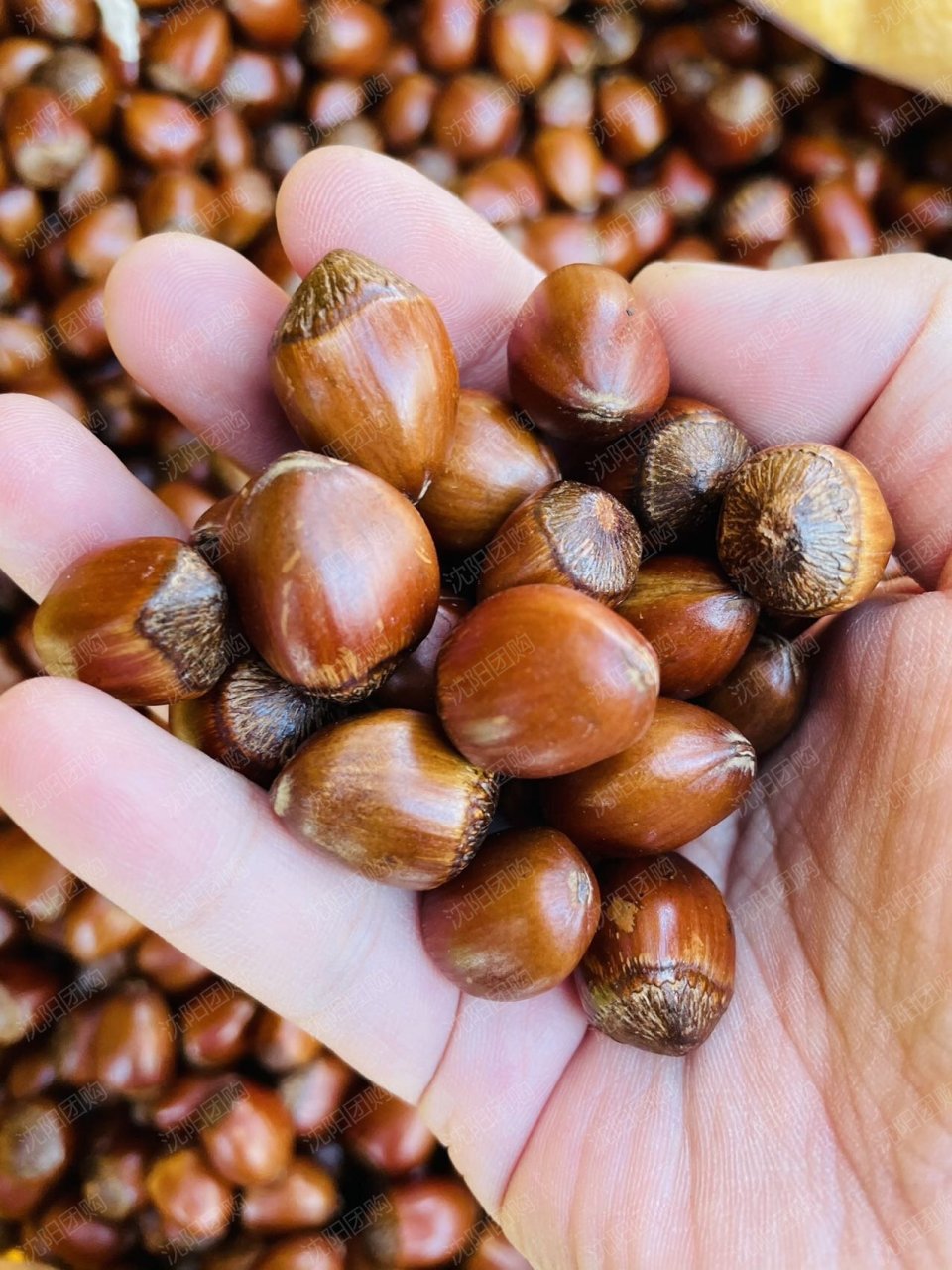 它和普通的小榛子不一样  外形比小榛子尖  皮比小榛子薄  果瓤超级