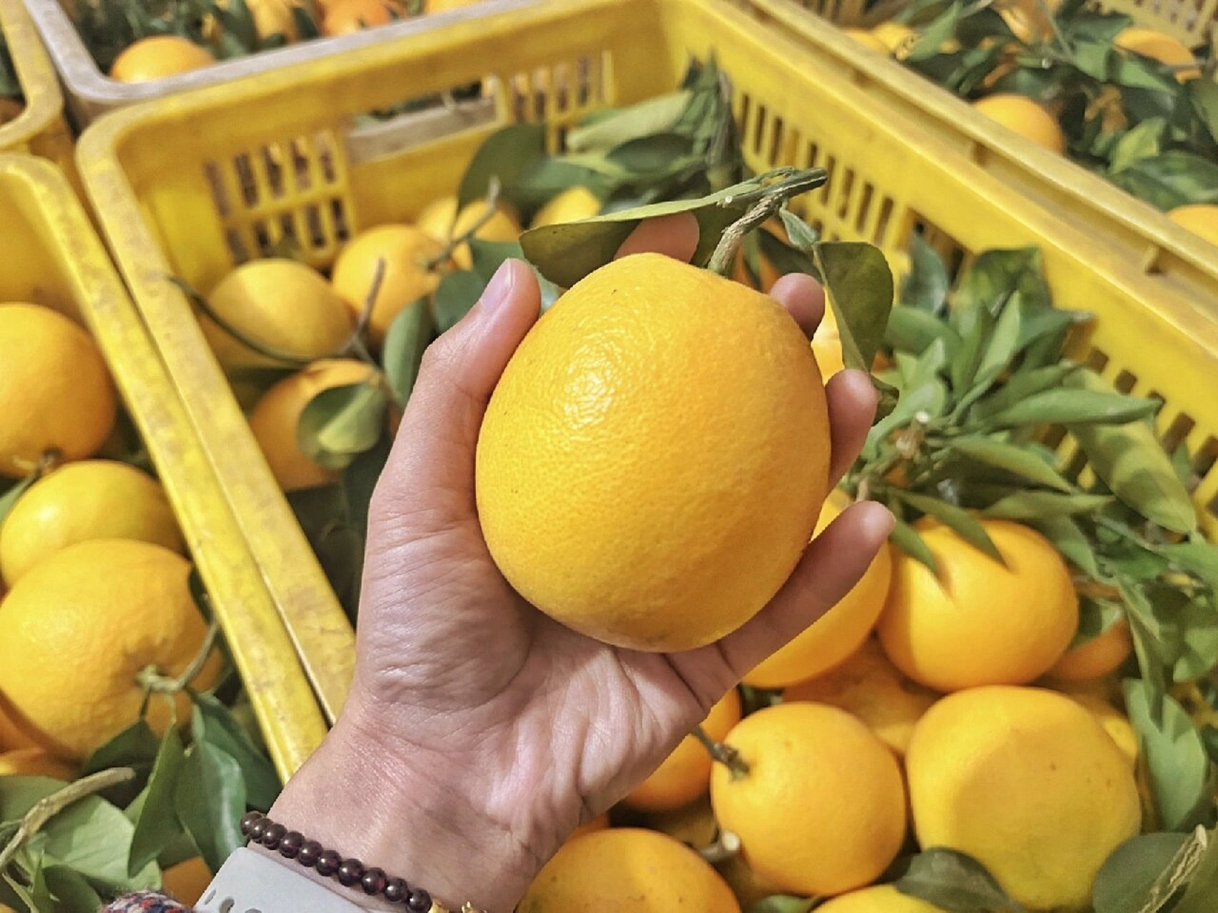 正宗赣南信丰脐橙10斤精品果 九省包邮 正宗赣南信丰脐橙10斤精品果