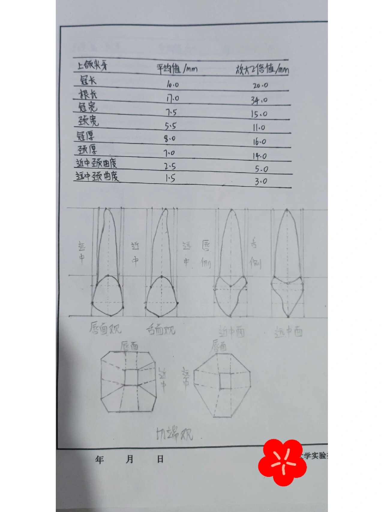 牙构造手绘解剖图片图片