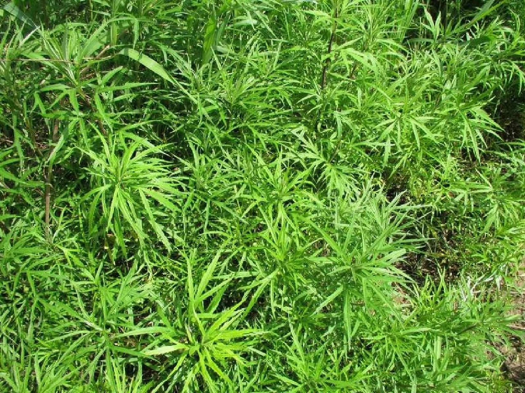 藜蒿 藜蒿,又叫芦蒿,柳叶蒿,学名蒌蒿,是菊科蒿属多年生草本植物,多生