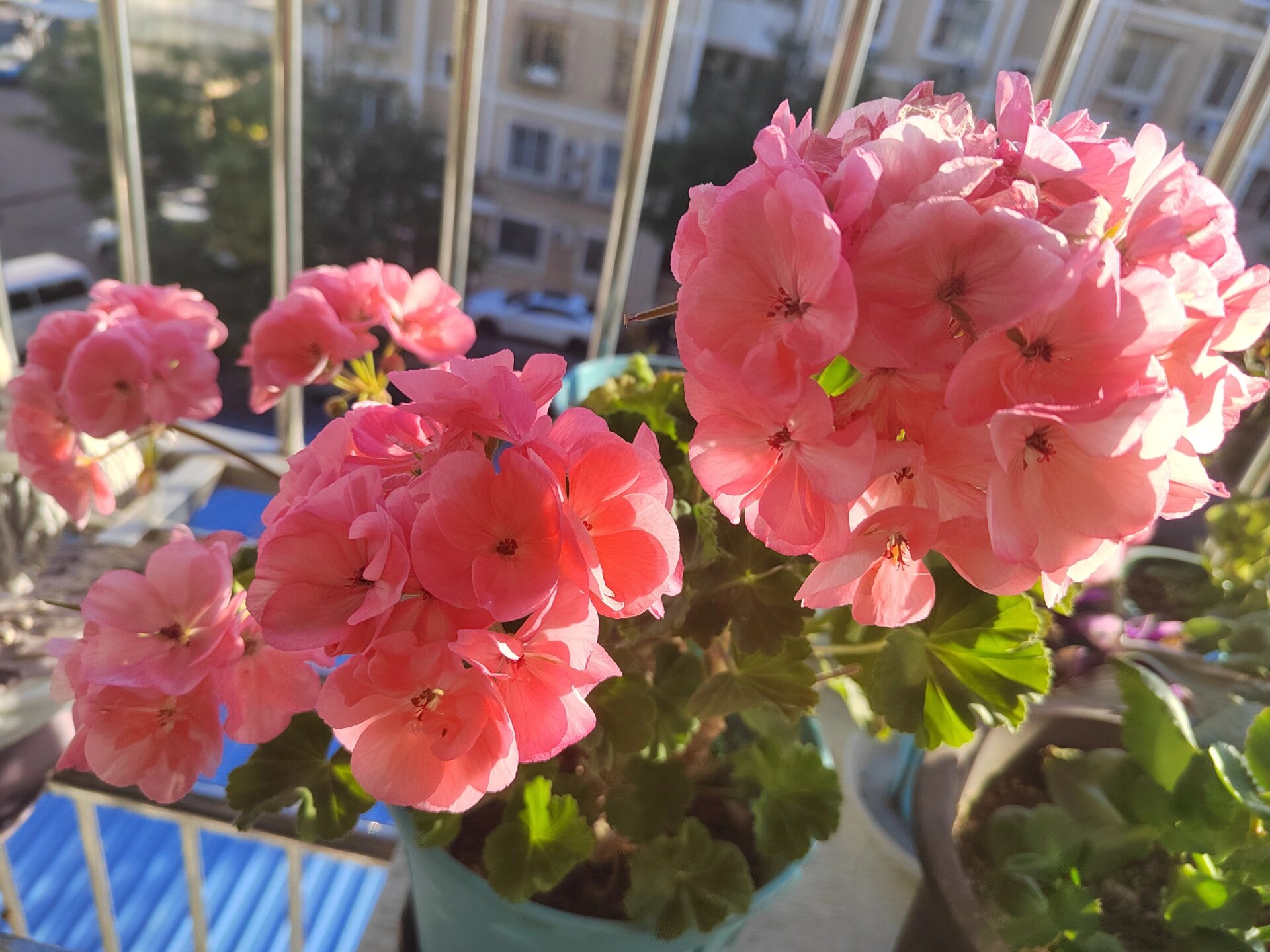 最争气的857 天竺葵