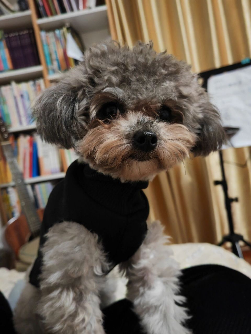 灰泰迪一岁了毛发很软  球球马上一岁了,泪痕严重,毛发很软,毛长点就