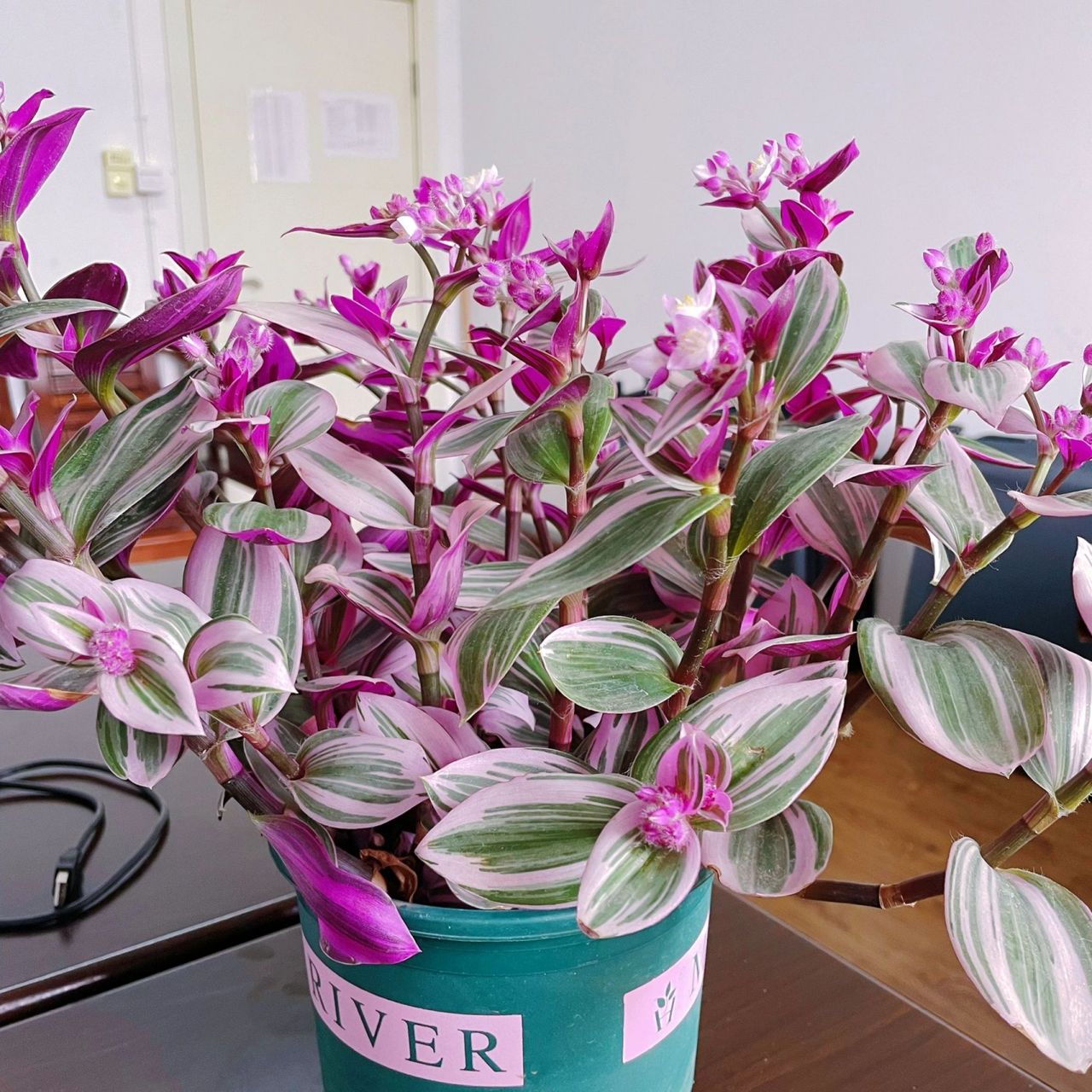 油画婚礼吊兰怎么修剪 养花小白,不懂如何养护,今天看着花开花了,接