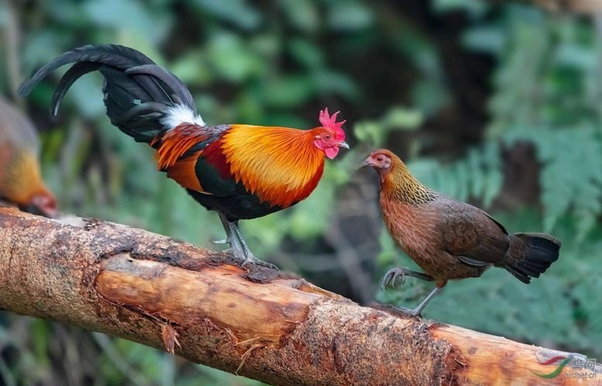 信宜三唛顶小红原鸡(山鸡)图片 (山鸡)养殖