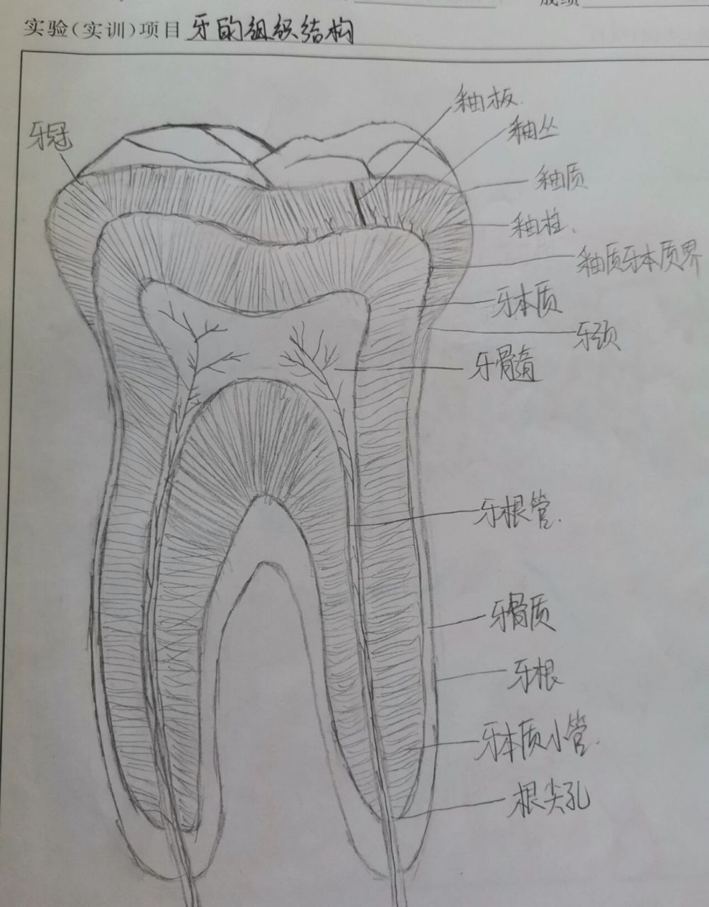 下门牙解剖图图片