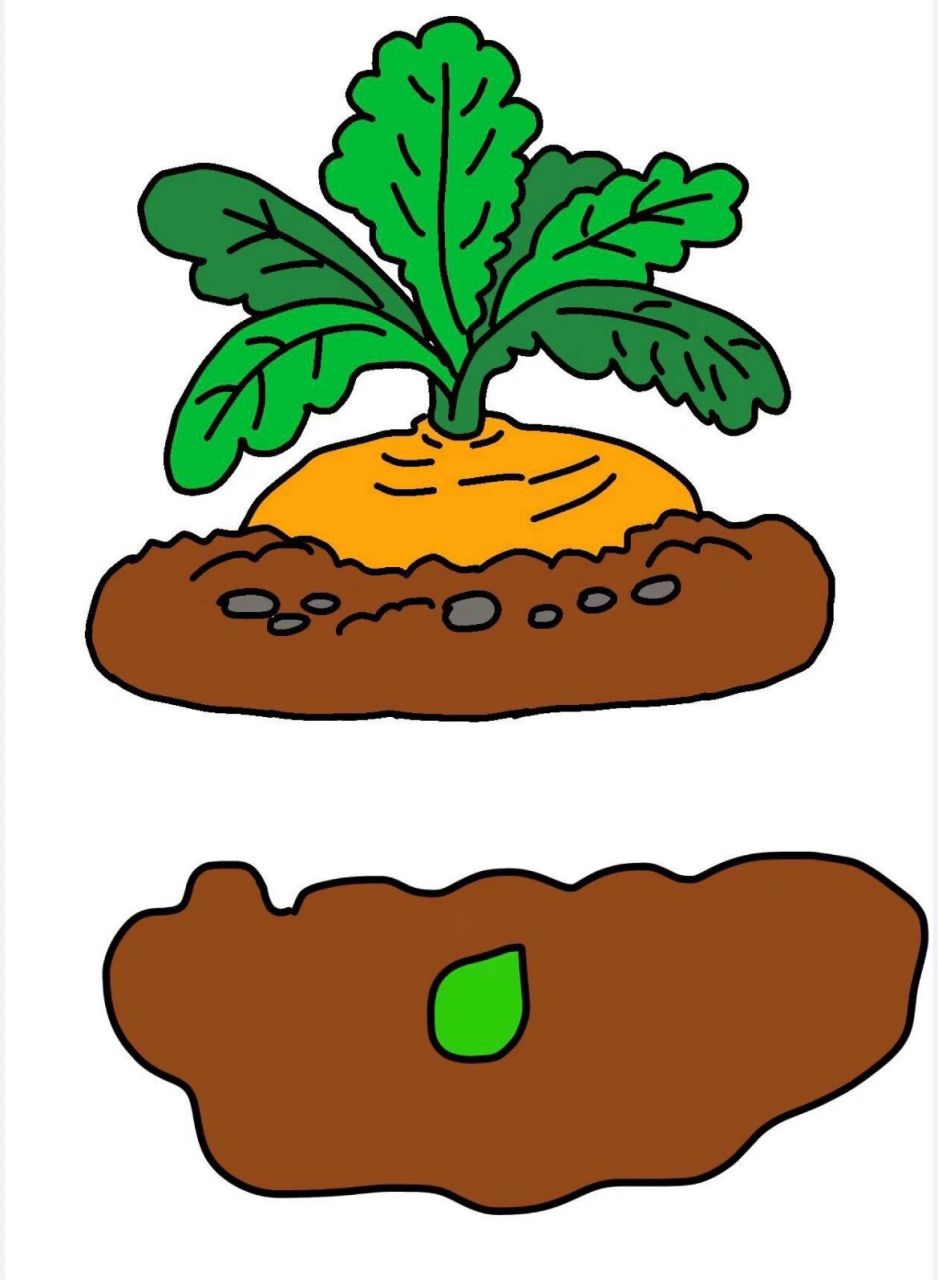 故事盒子《拔萝卜》可直接打印 可用于语言课内容显示,提高课堂趣味性