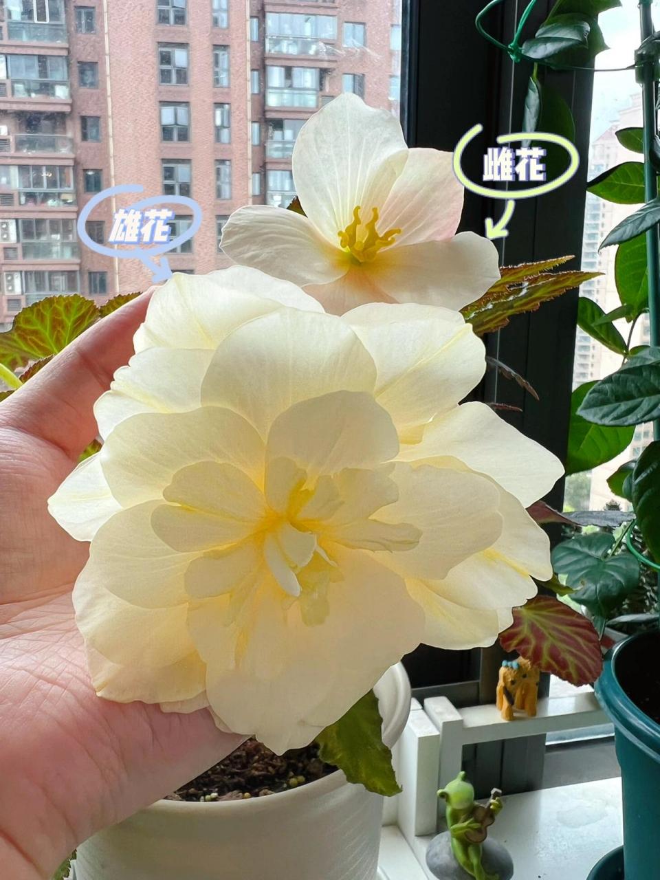 雌雄异花同株图片