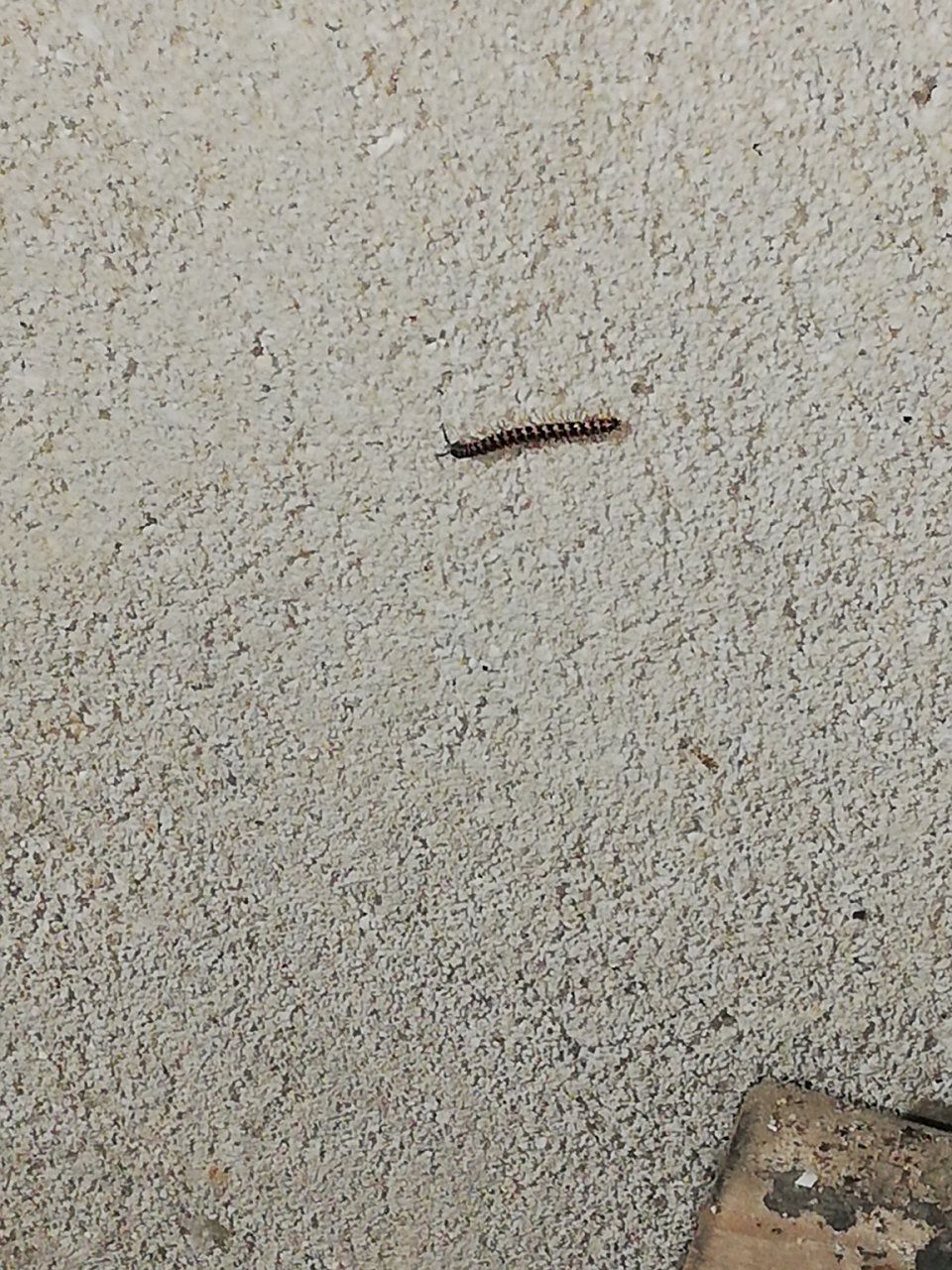 有什么预防方法吗?或者怎么消灭也可以.