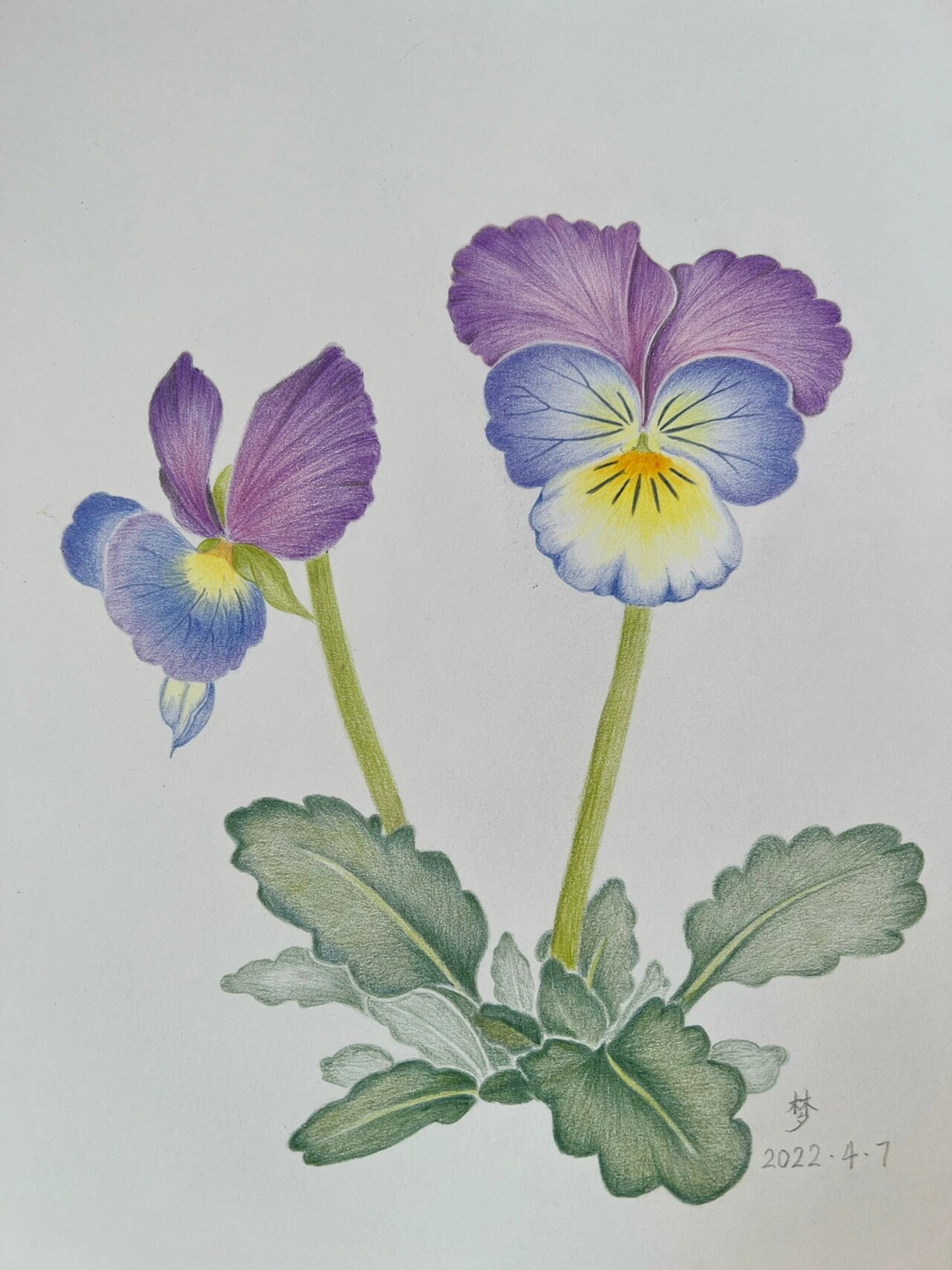 彩铅花卉——三色堇,附步骤图 画画真的很需要耐性,这幅画画了整整三