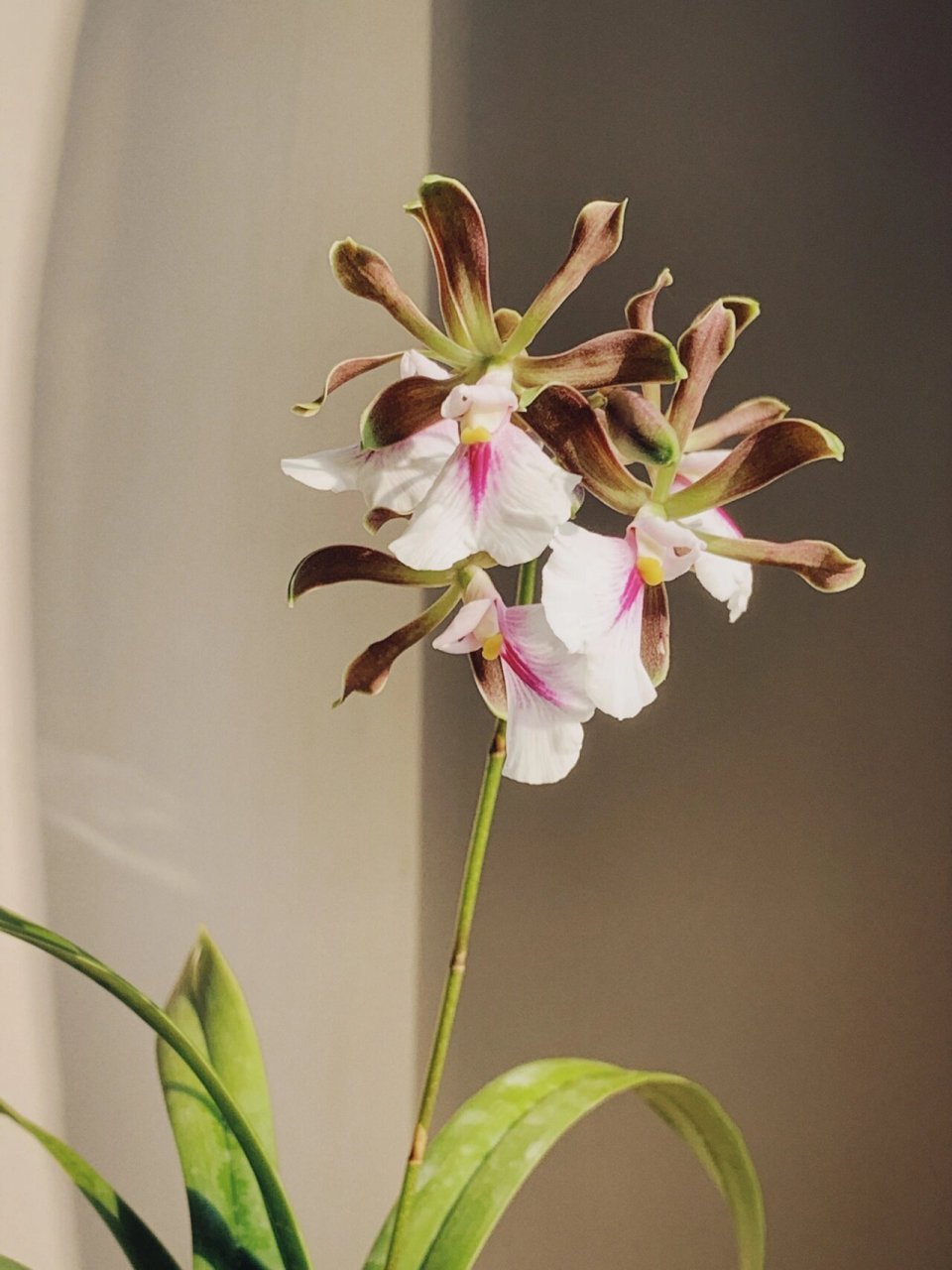 大头树兰|温柔飘香 温暖的阳光下 就会自然散发香味 一颗可以让整个