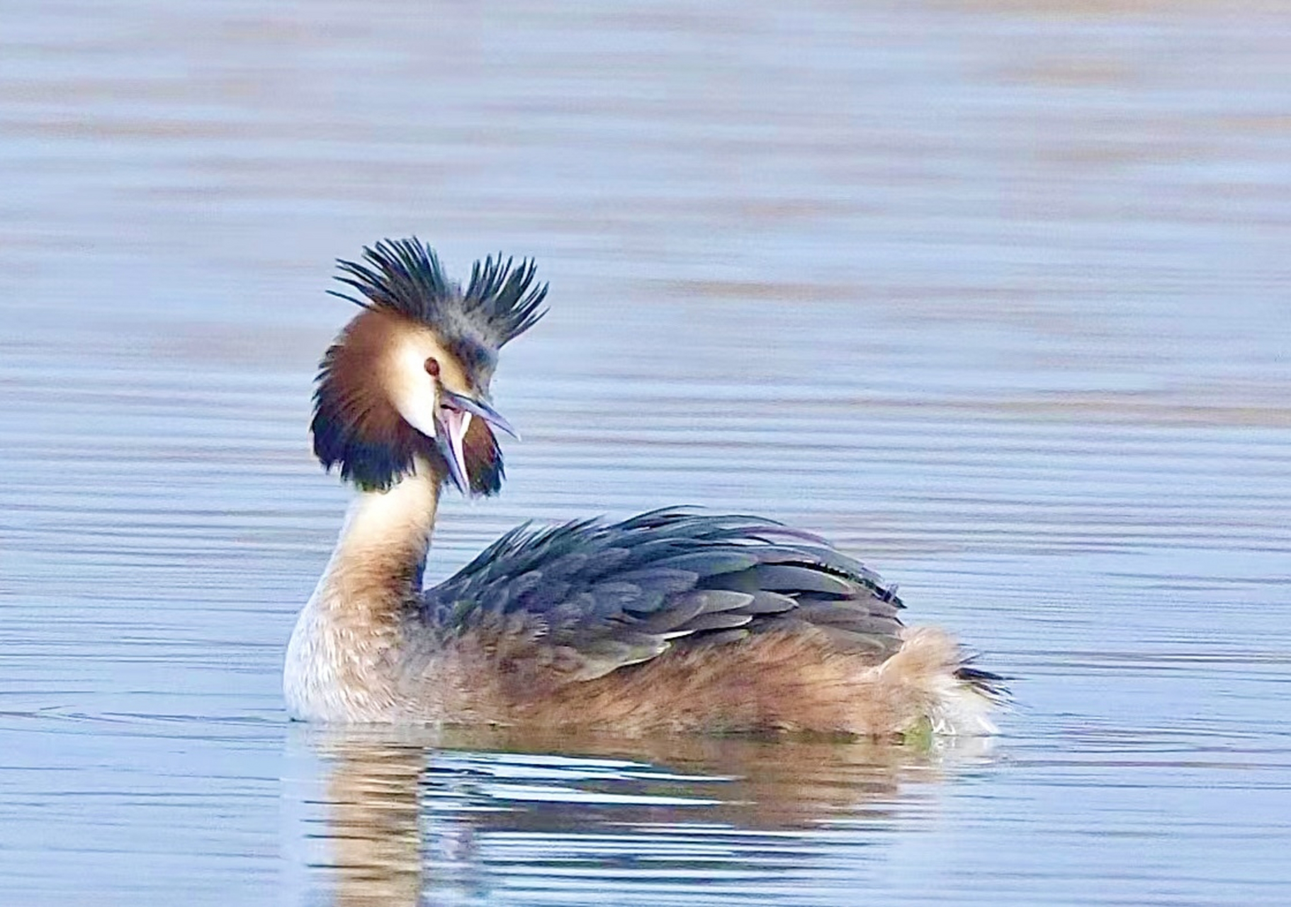 宁波北仑梅山湾的凤头䴙䴘有望成留鸟近日,在北仑梅山湾发现,去年11月