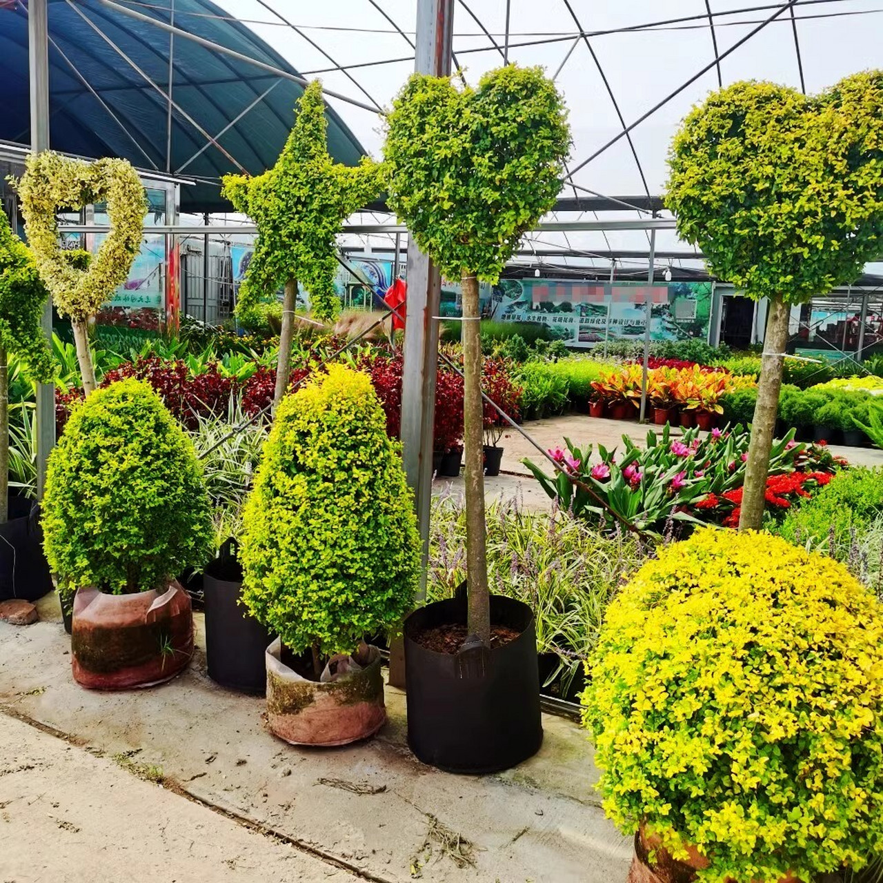 亮晶女贞,作为花园中的骨架植物代表,它高饱和度明亮的颜色在花园中尤