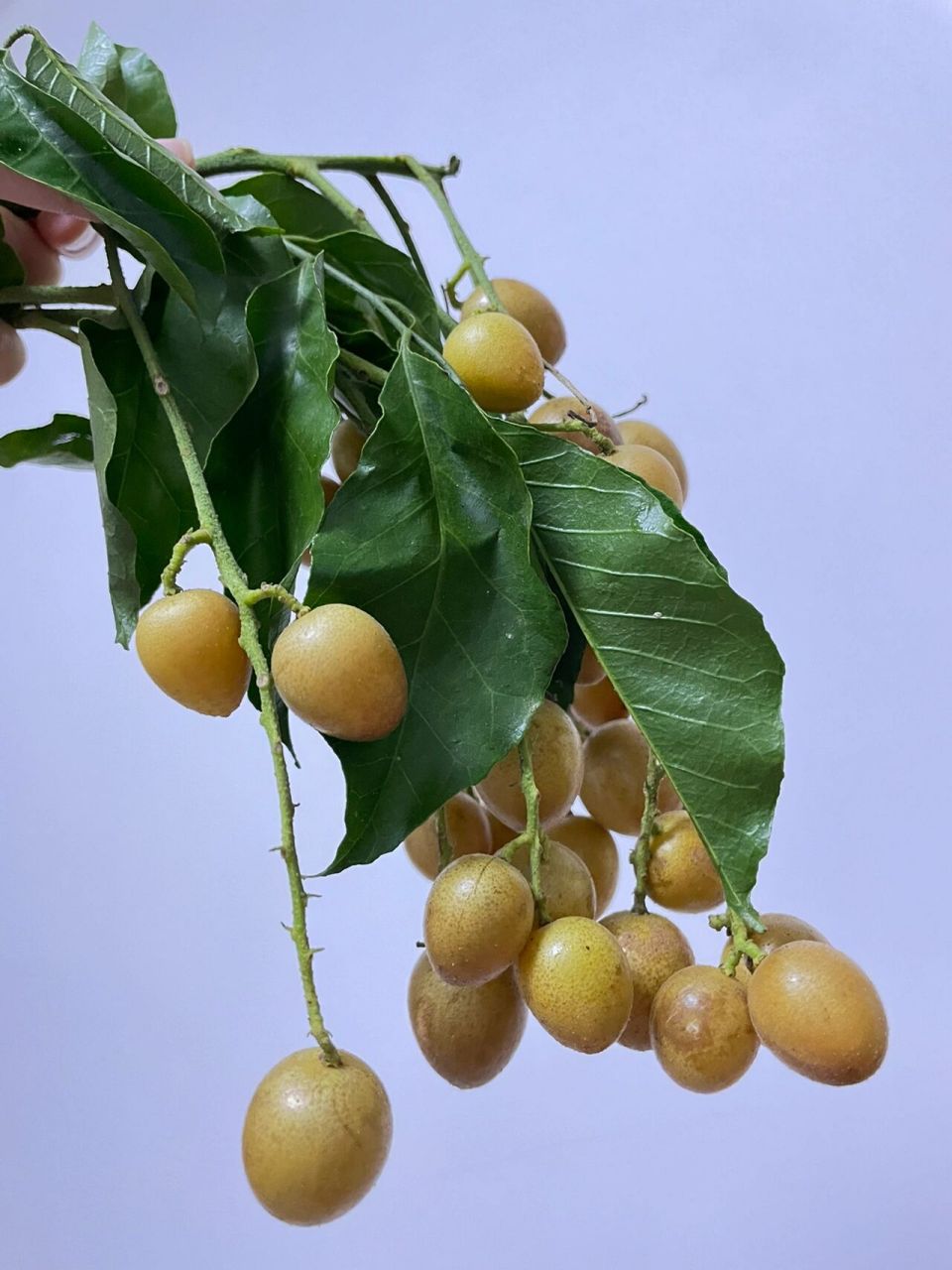 黄皮子 这个季节,荔枝起,黄皮出～熬个黄皮蜜饯,煮一碗酸汤把牙齿酸掉