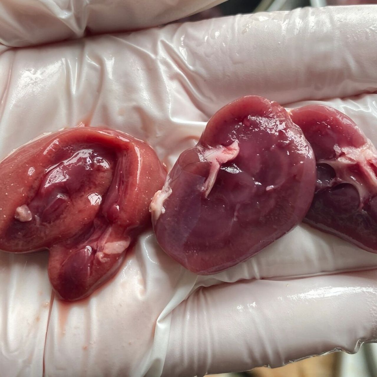 不同价位兔肾 | 生骨肉食材里的兔最考究 去年有发过,看图三.