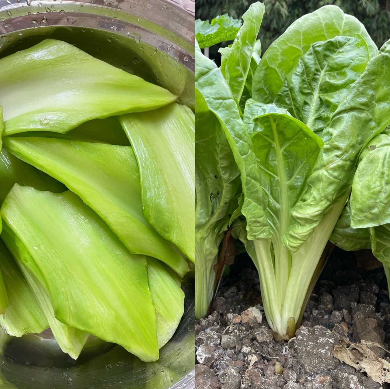 猪乸菜(雀菜)猪颈骨汤 自家种的猪乸菜~已经吃了几月了 煲个汤喝喝呗