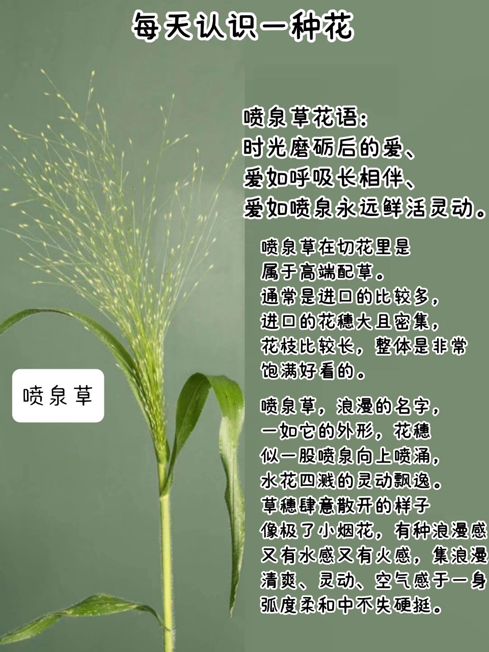 每天认识一种花-喷泉草 喷泉草花语: 时光磨砺后的爱,爱如呼吸长相伴.