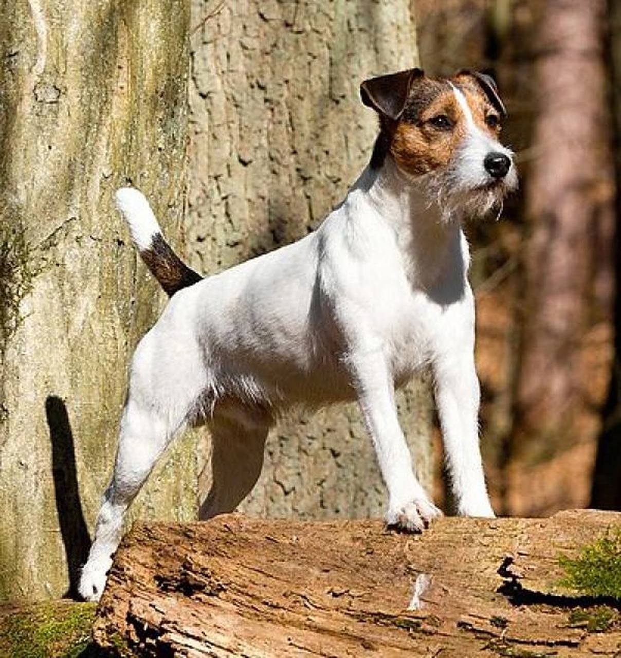 种科普|牧师罗素梗 牧师罗素梗起源于英国18世纪,和大多数梗类犬一样