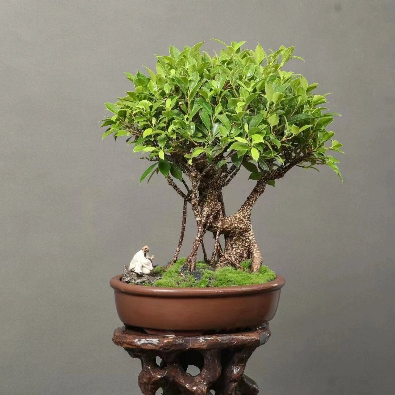 台湾老桩虎皮榕树盆景,虎皮身,青翠叶 台湾老桩虎皮榕树盆景,虎皮身