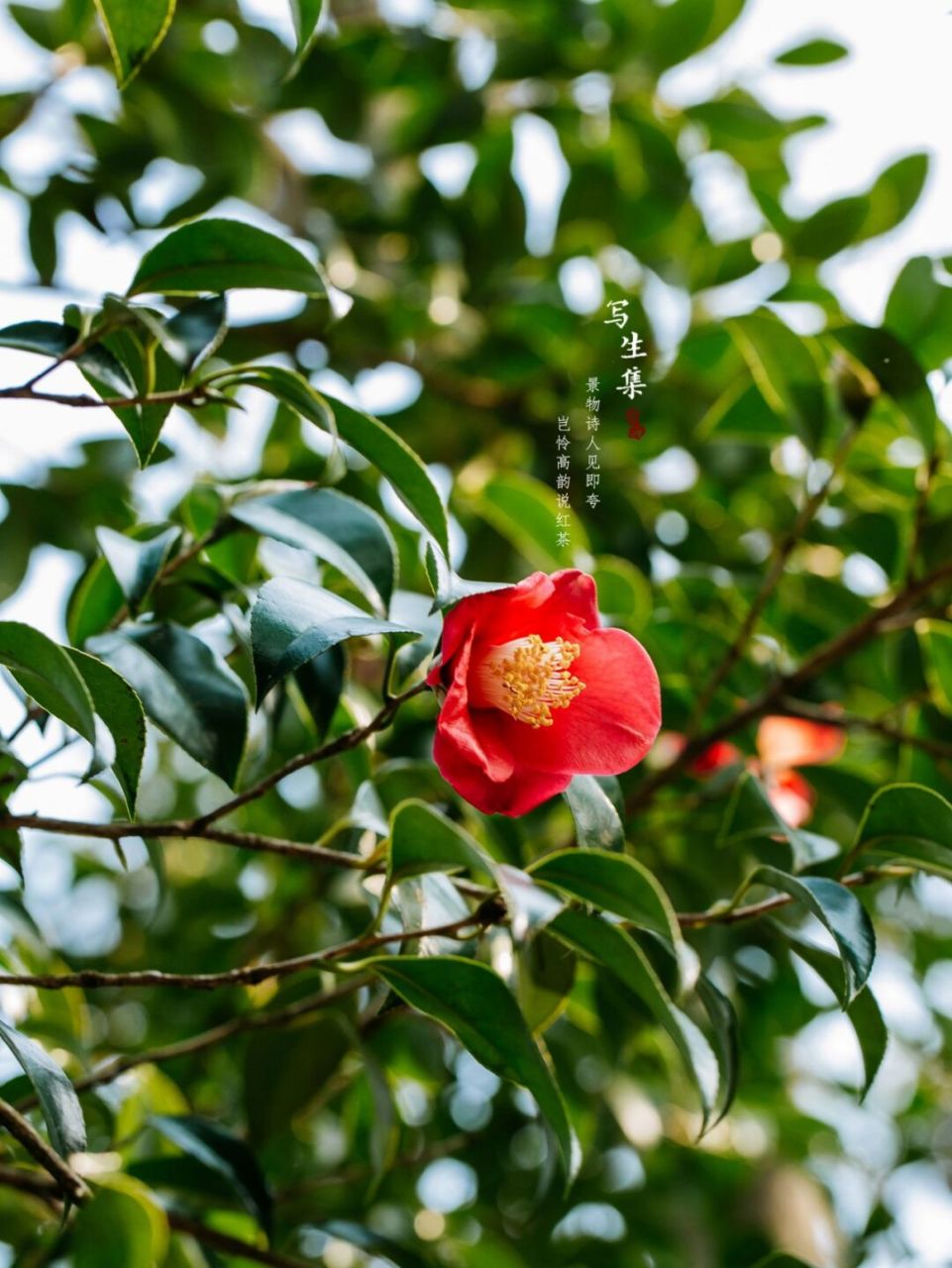 浙江红山茶|三月|春天摄影 景物诗人见即夸, 岂怜高韵说红茶.
