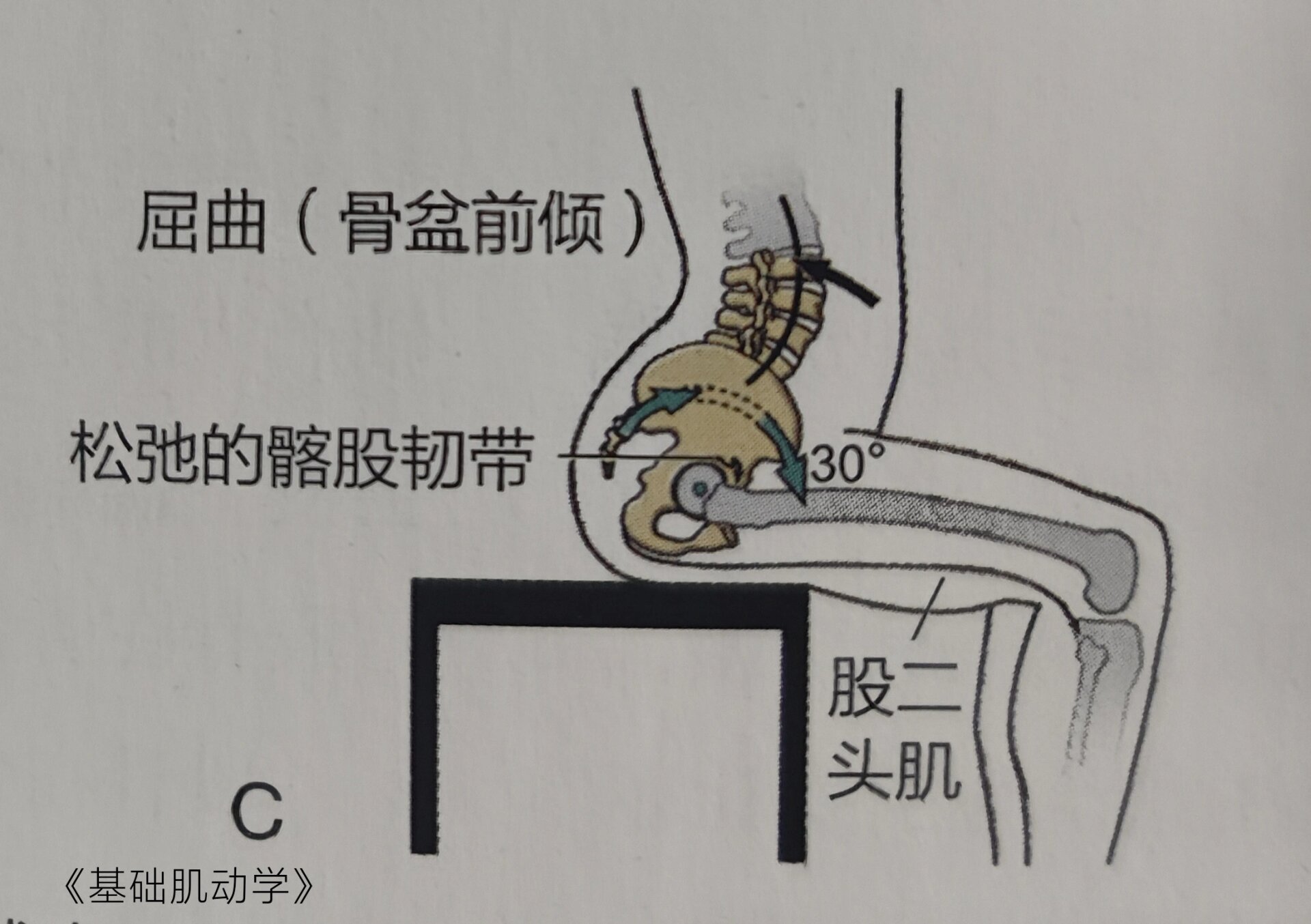 屈曲髋部图片