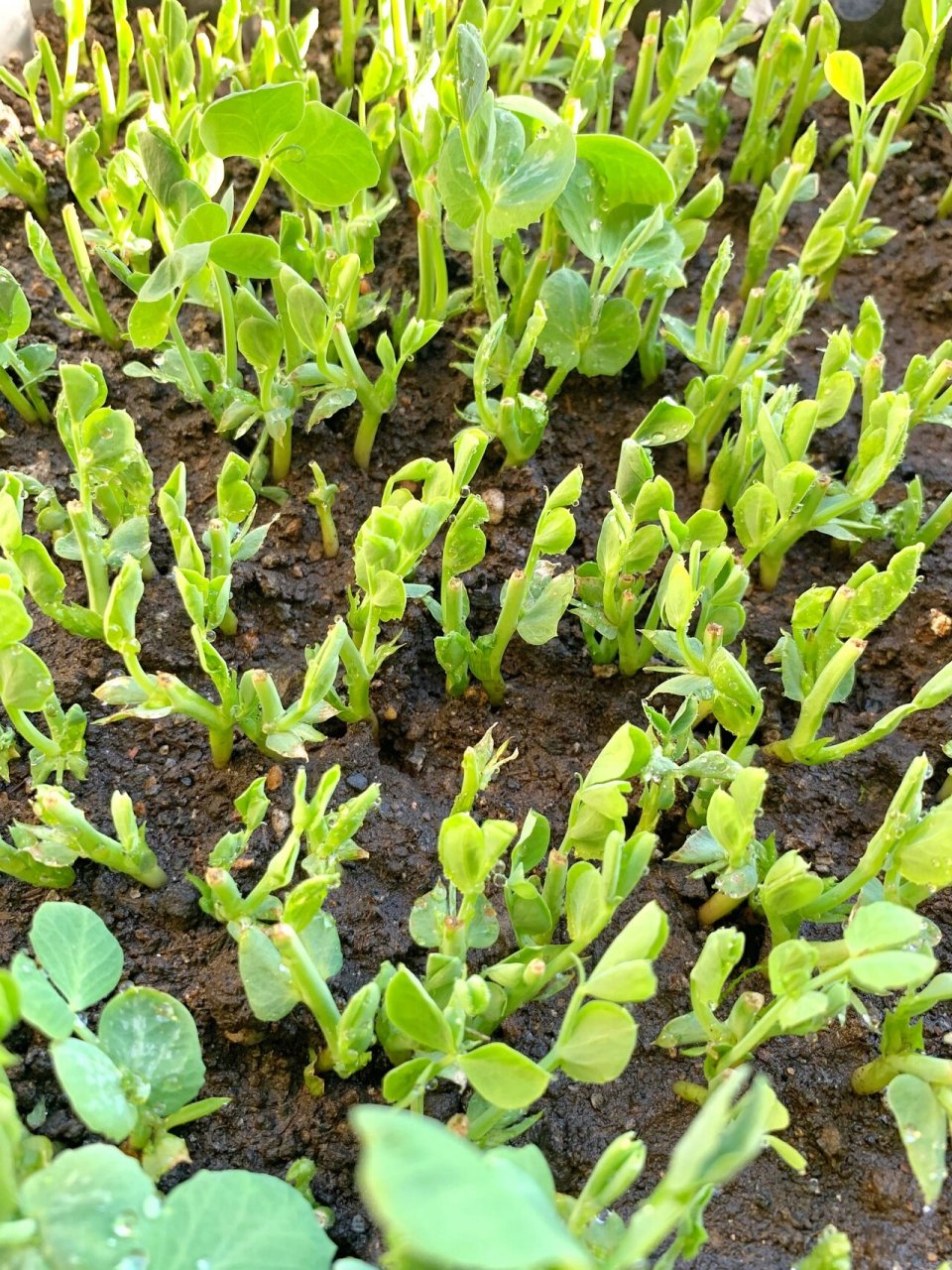 阳台种菜-豌豆苗第二茬97第六天的样子977891 9797芽苗