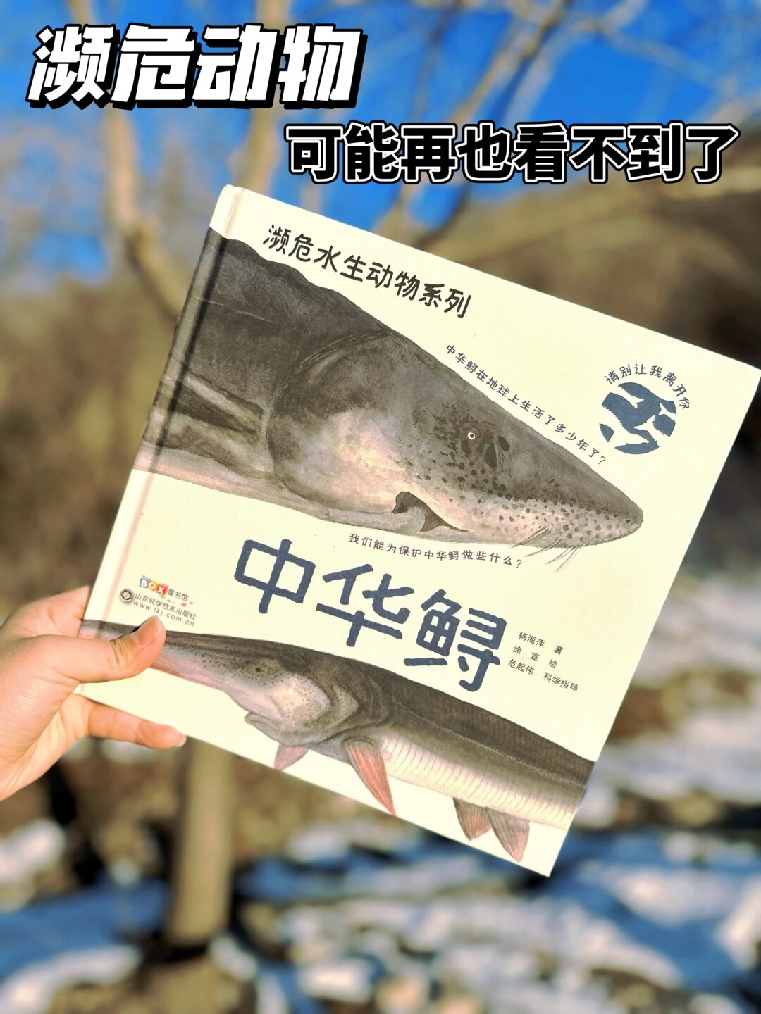 5一年的中华鲟 鲟鱼起源于上亿年前的白垩纪,曾和恐龙同时期生活,然而