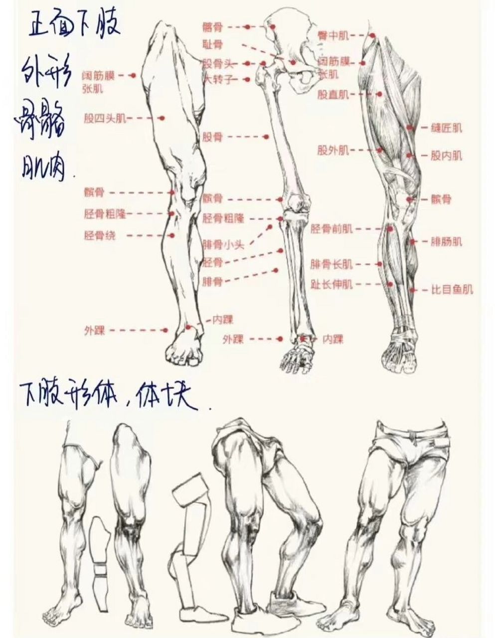 速写人体比例基本知识图片