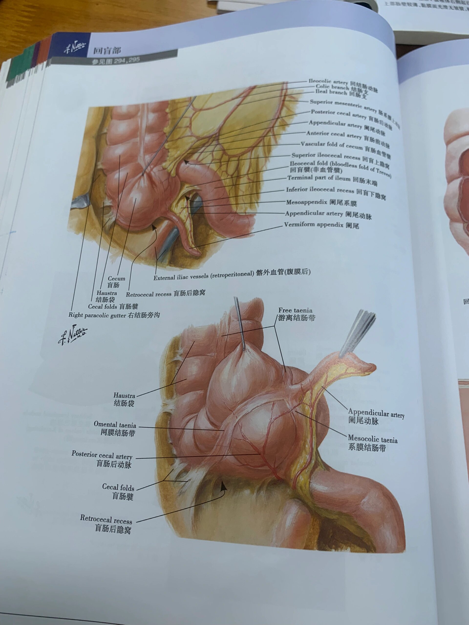 笔记补充之三条结肠带