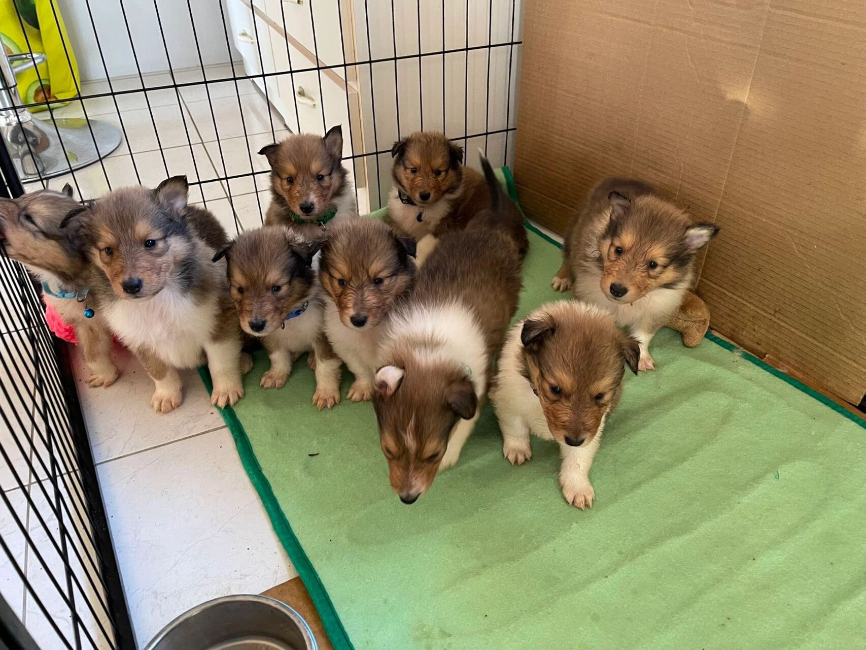 苏格兰牧羊犬宝宝 4只弟弟4只妹妹,后两张是爸妈照片.