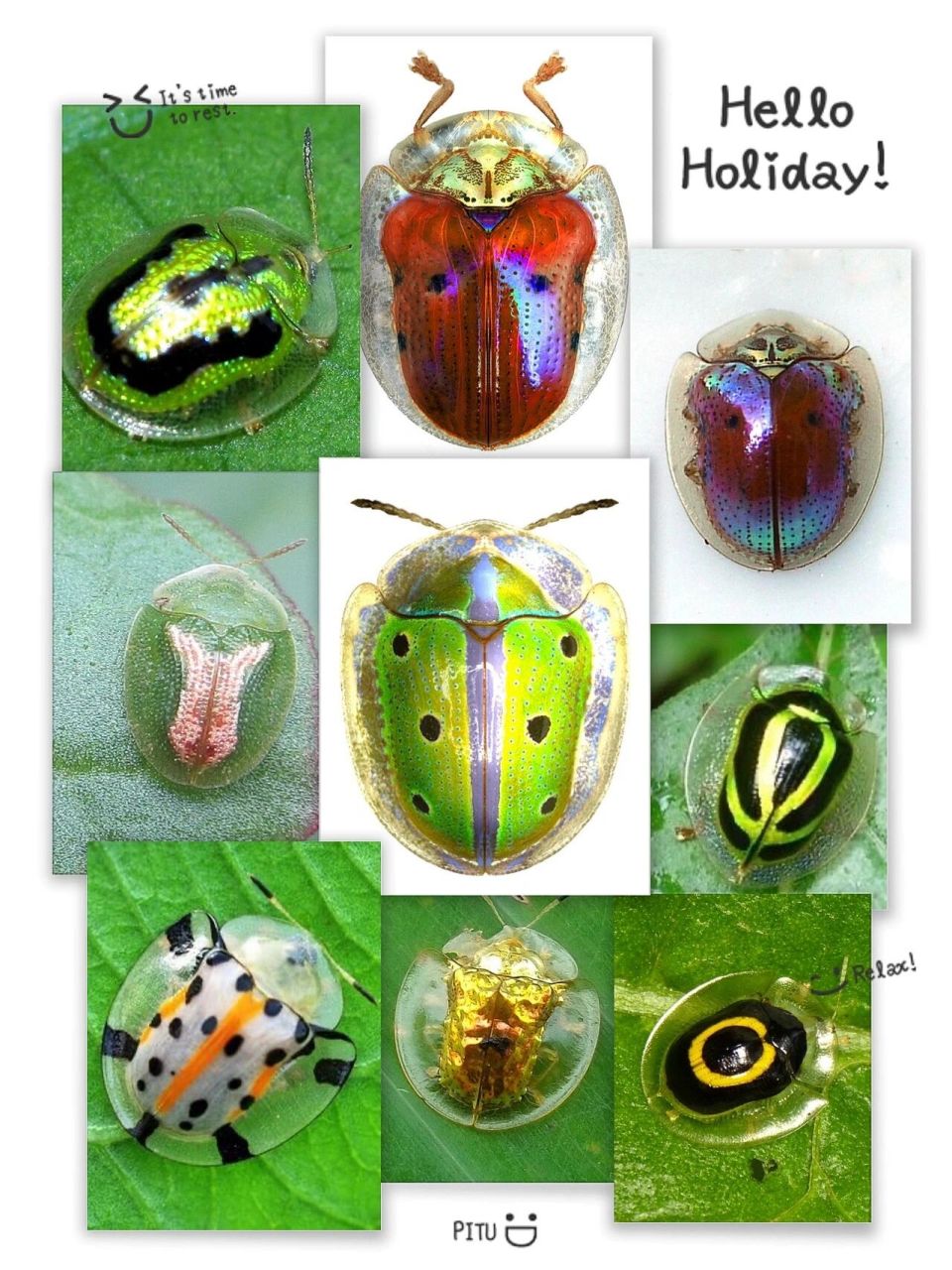 透明龟甲大集合(终)  tortoise beetle 友友们,透明龟甲虫太多啦,而且