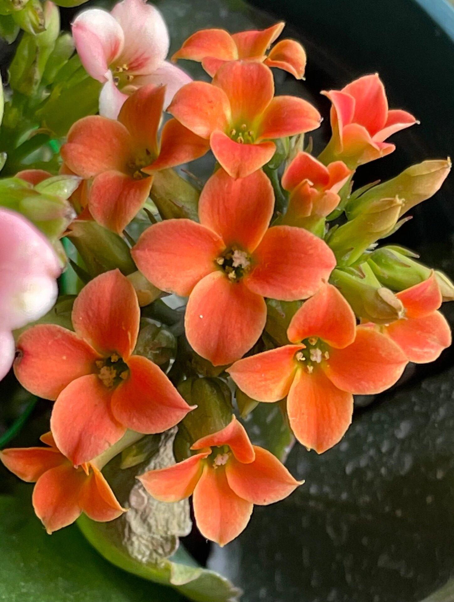 长寿花 单瓣 佩德罗 91