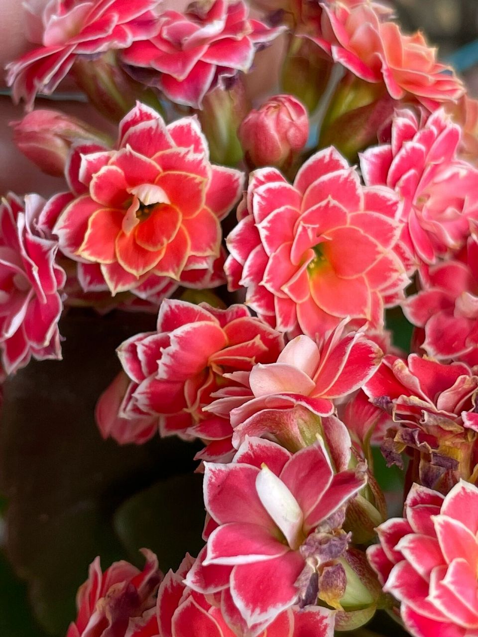 长寿花-传说(金丝带) 这个真的是巨美啊～ 不是大红色,但是外面的边边