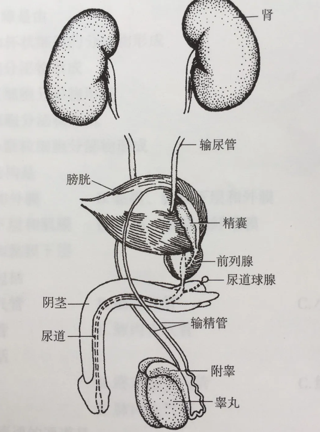 男性尿道三个狭窄部位