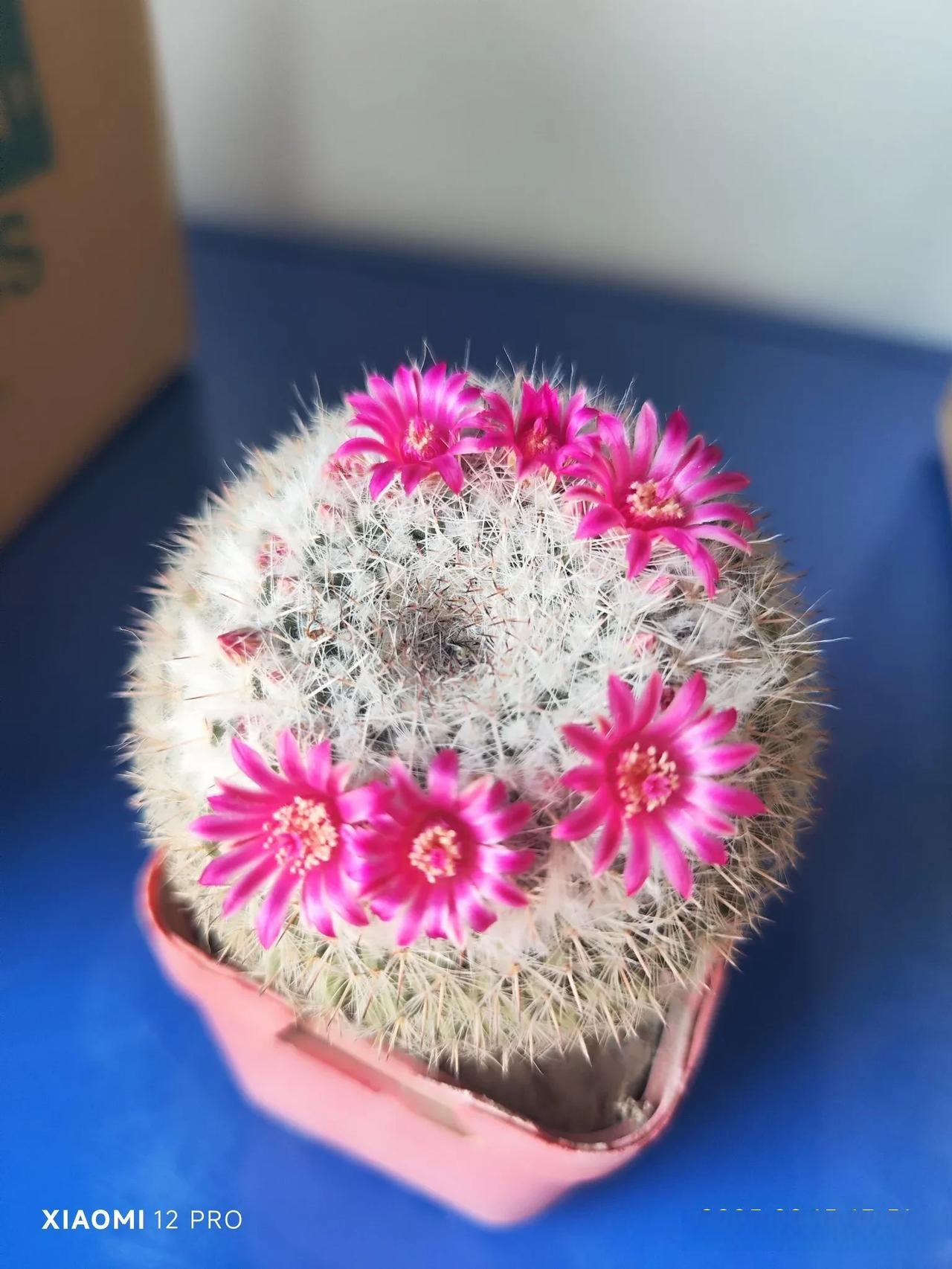 分享手机里的花花草草玉翁冬天开花不断