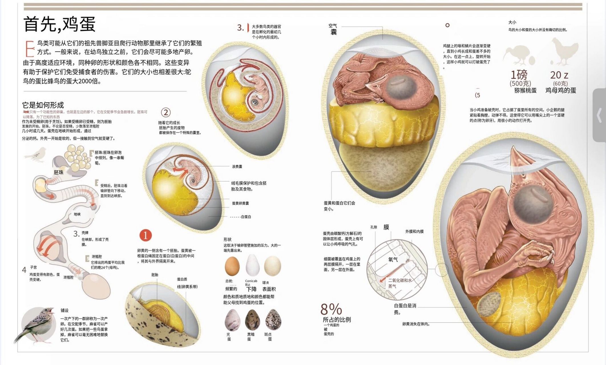 鸟卵的结构图生物图片