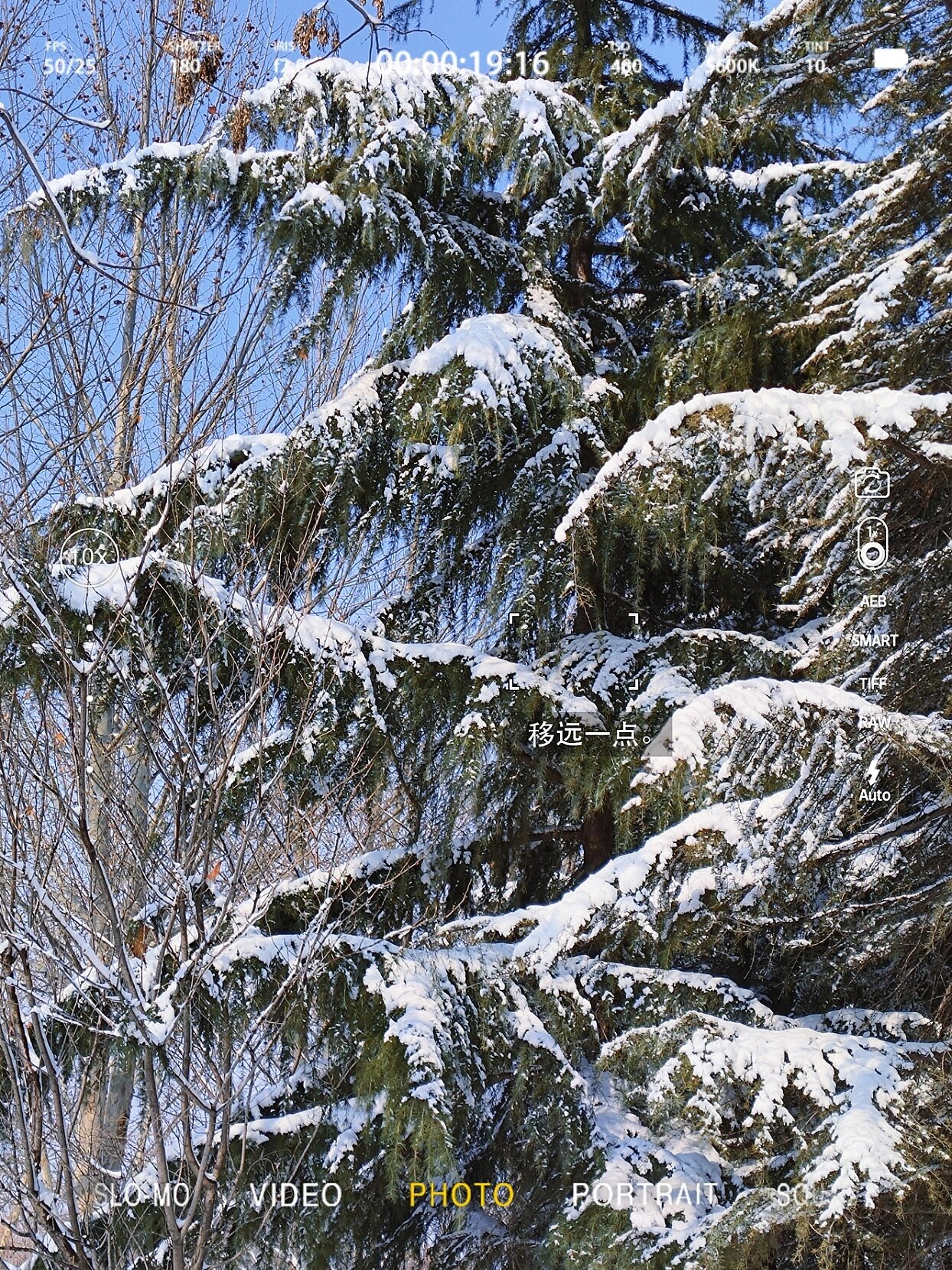 大雪压青松