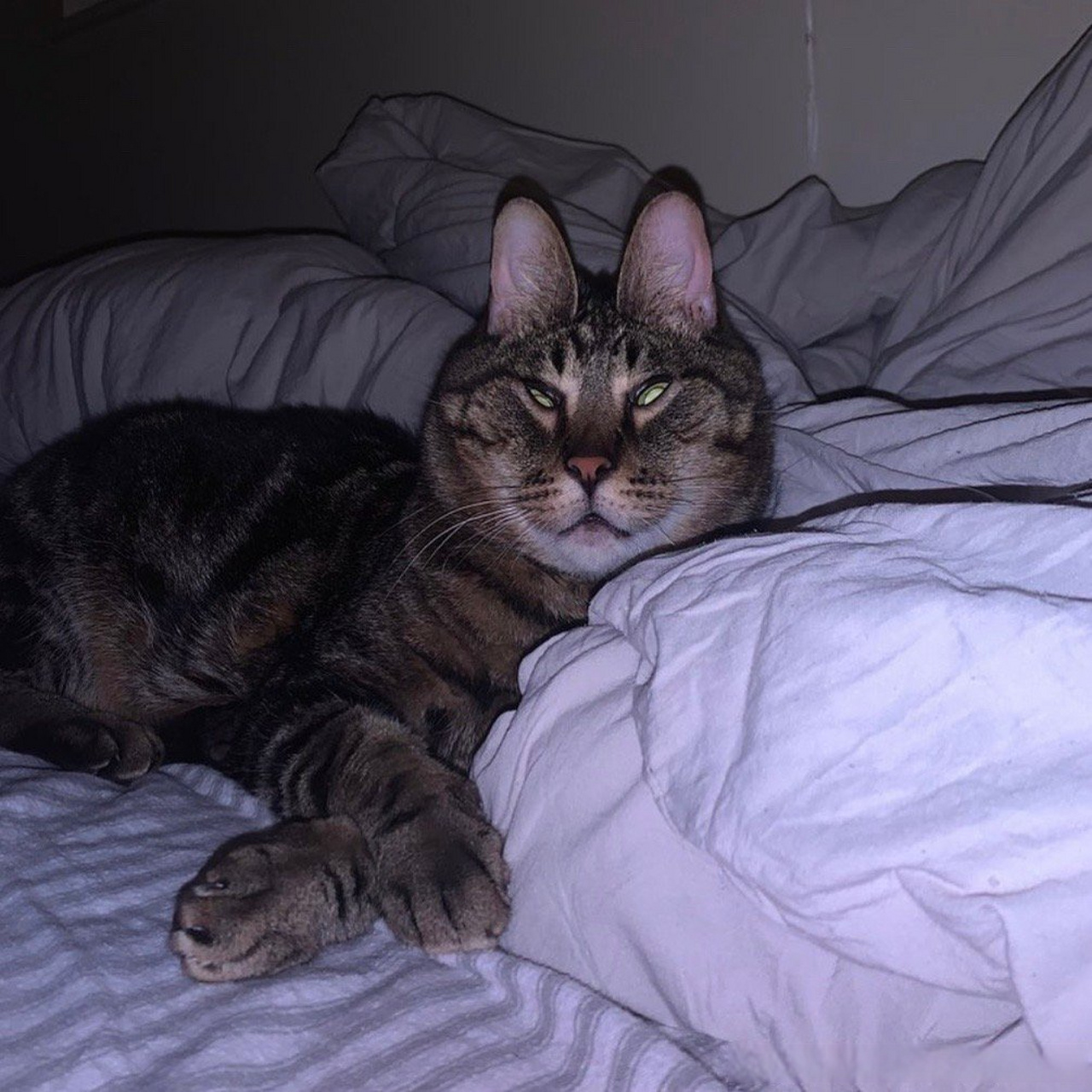 兔耳猫猫一看就是个大聪明.