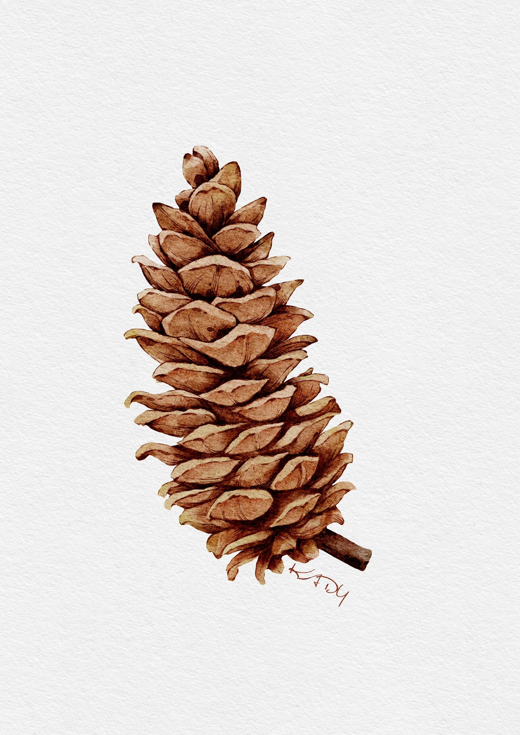 松果(080/150) #水彩插画# #ipad水彩# #寻找小红书绘画大神# #水彩