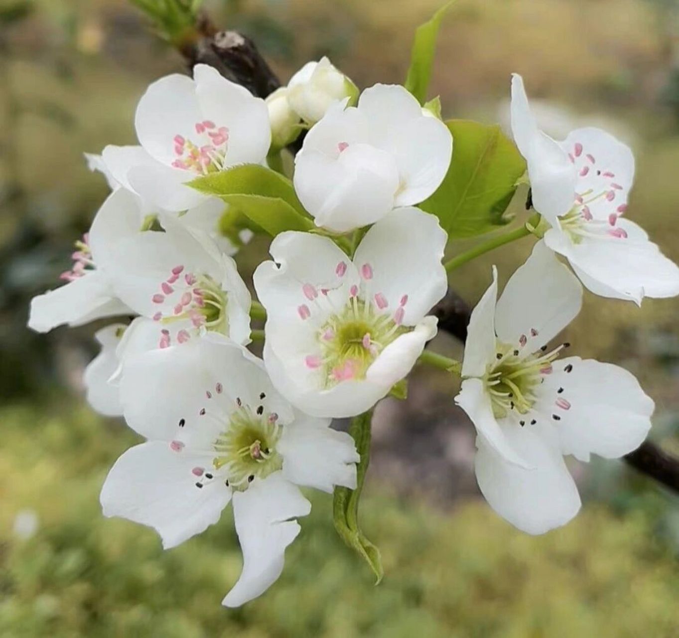 梨花花蕊的颜色图片