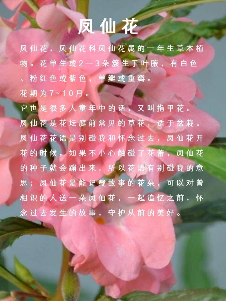 凤仙花简介100字图片