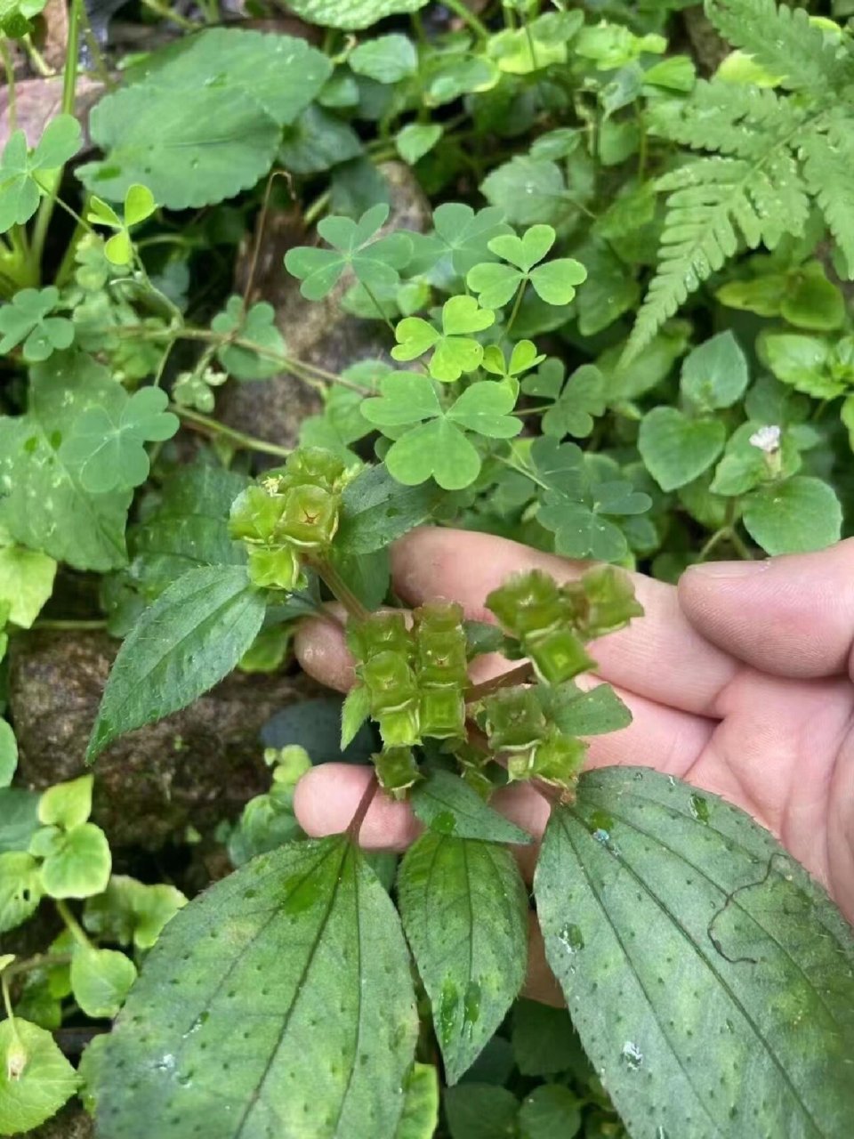 野生风柜斗草,来自国家级生态县建宁 野生风柜斗草91 闽南人都懂的