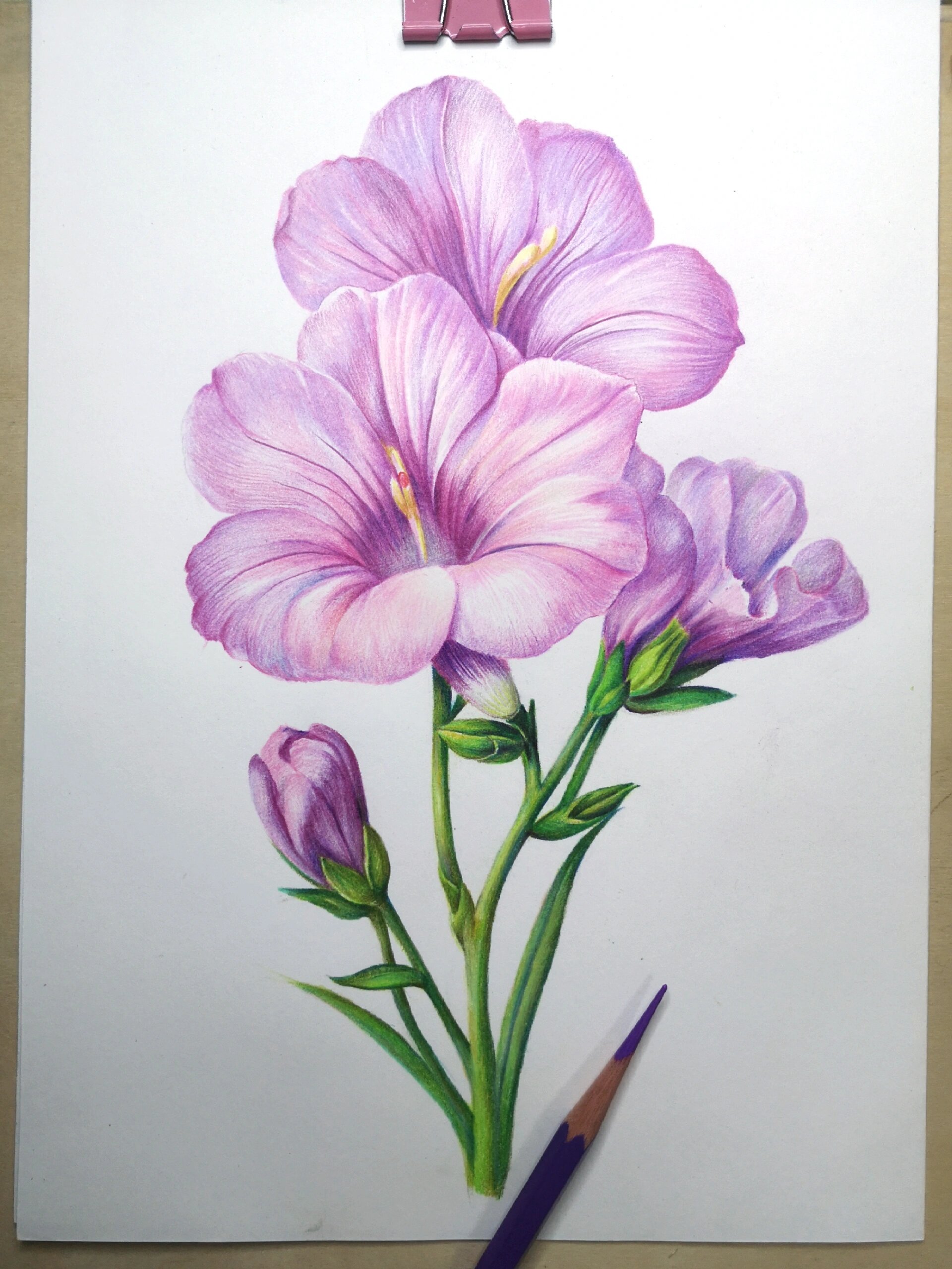 画了一朵彩铅花 超详细线稿