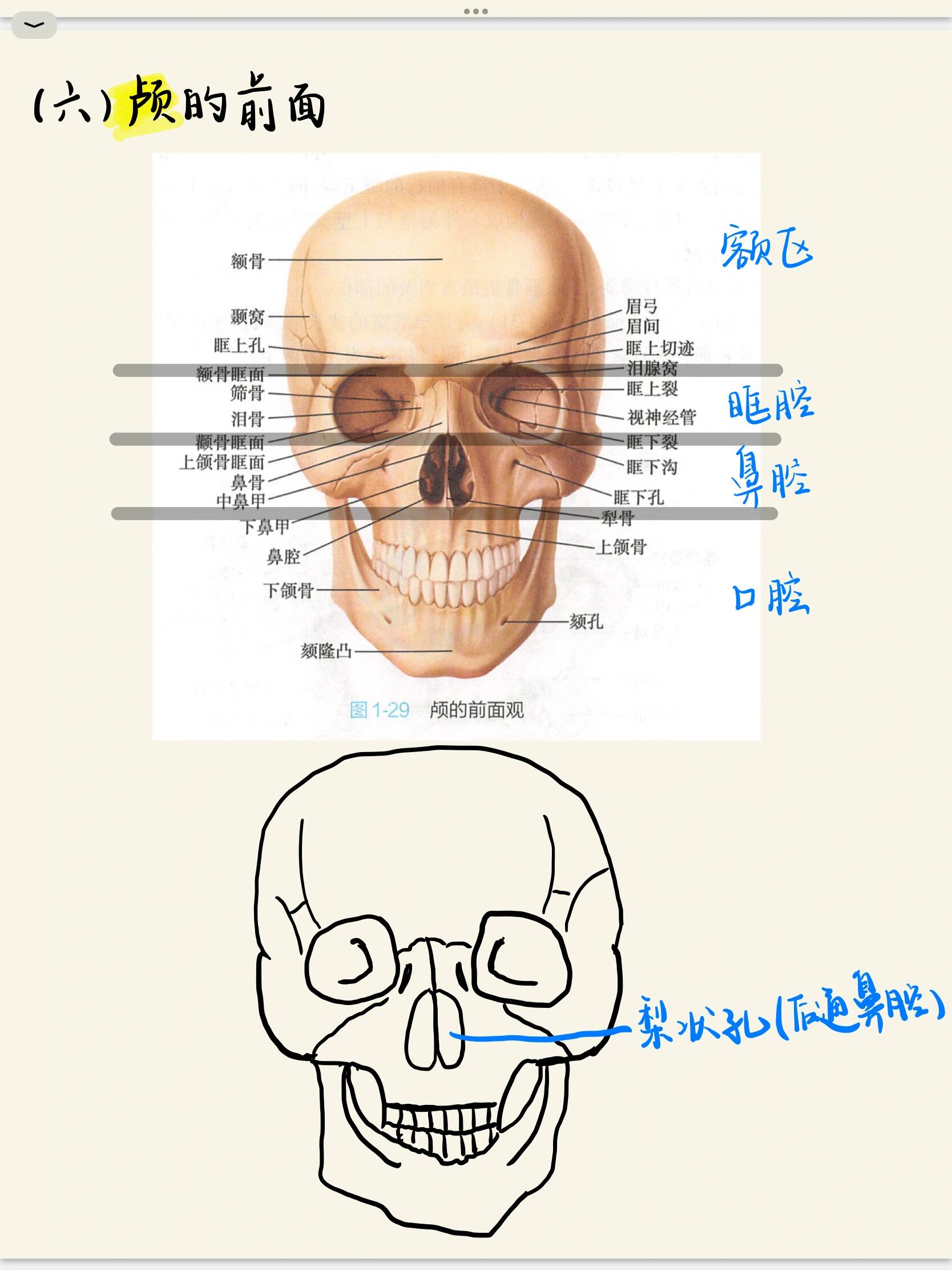 人体解剖学