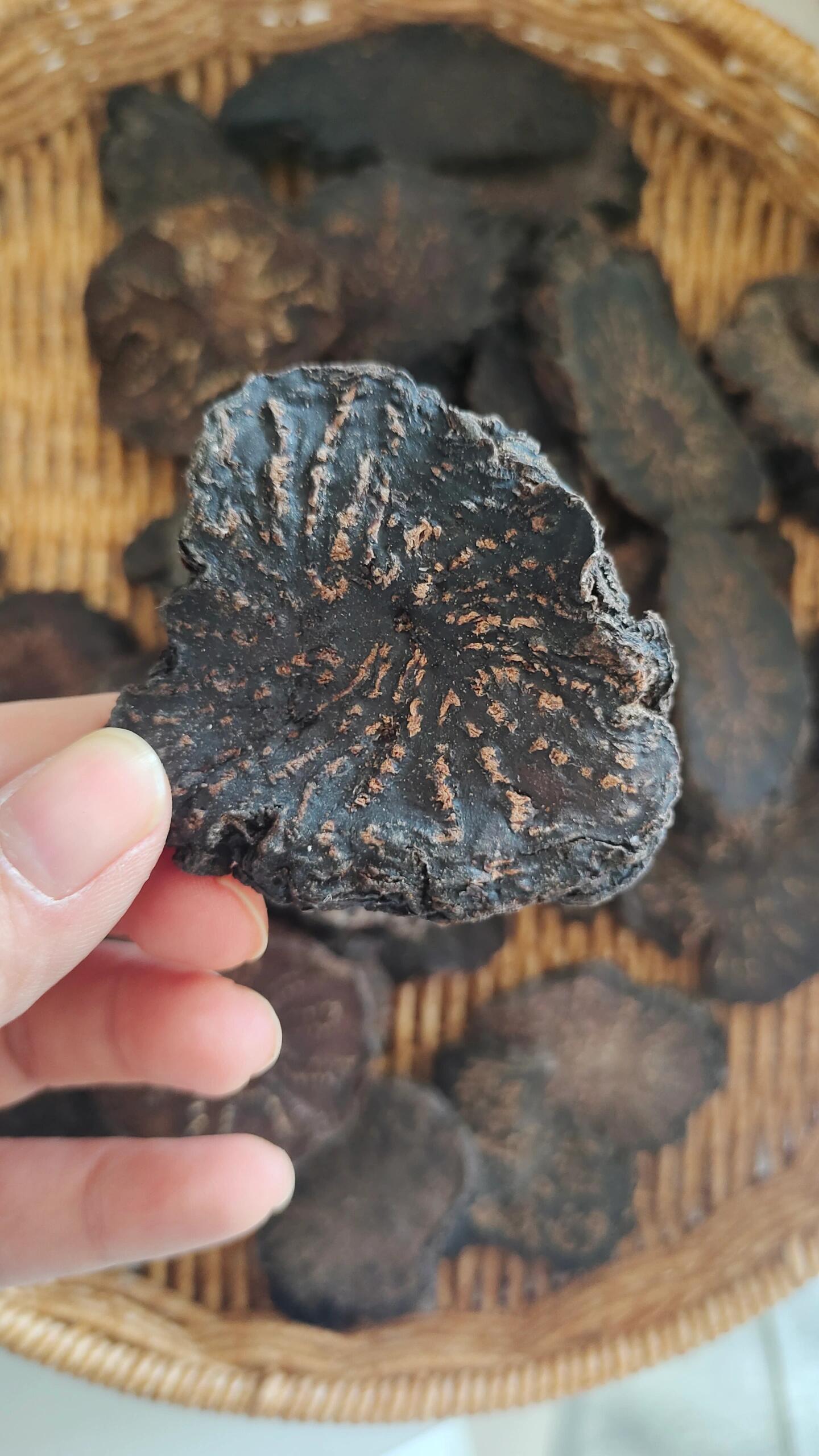 内蒙古阿拉善肉苁蓉寄生在沙漠的梭梭树根上,油性足,软,生食有甘甜感