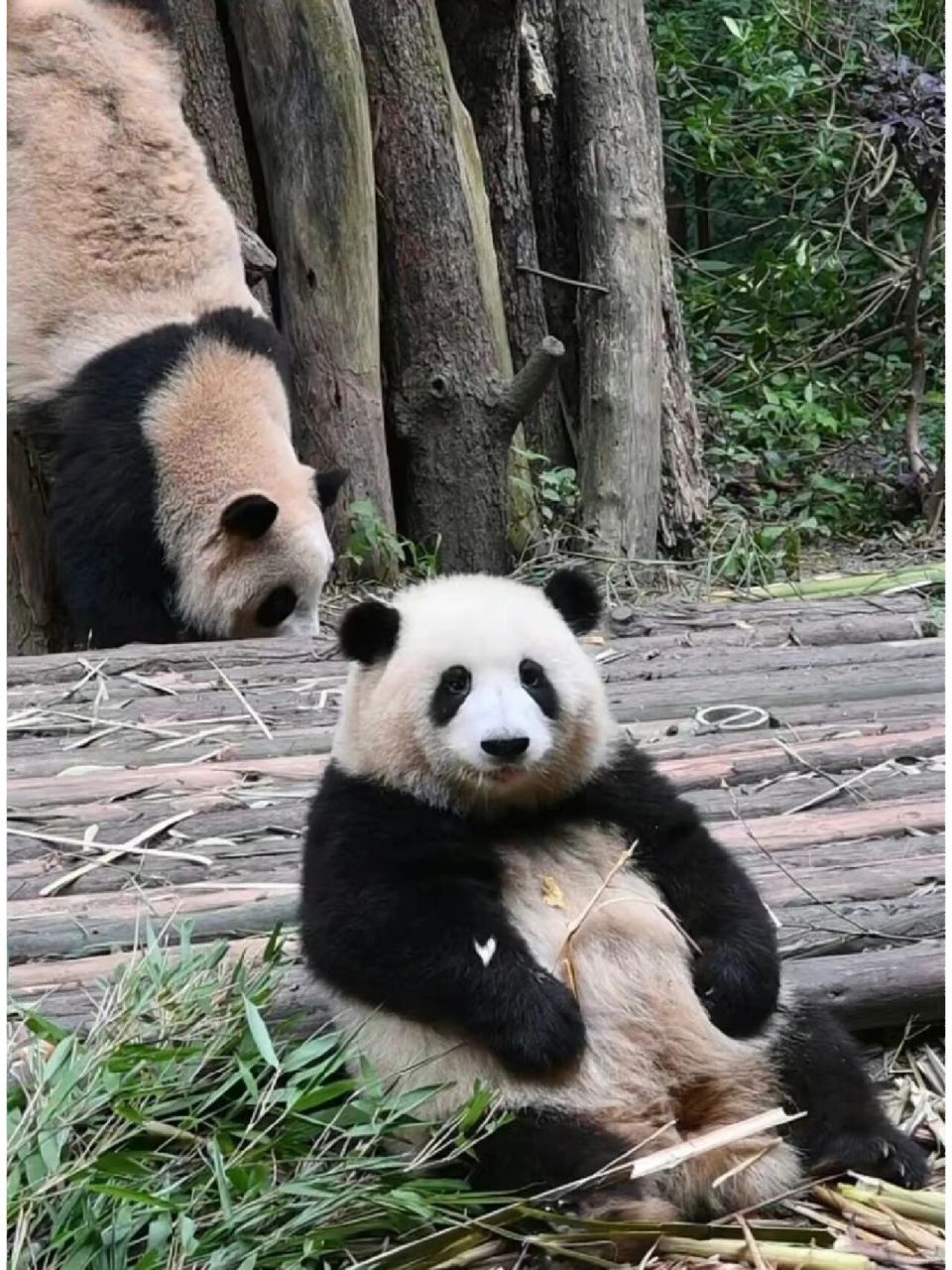 和花和叶的合照看着可以笑很久 和花你真是明星镜头感绝了,教一教你